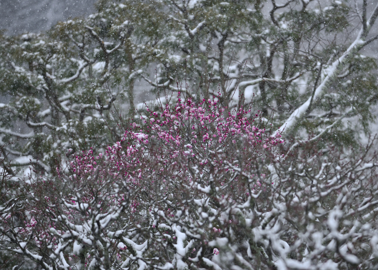 AF-S Zoom-Nikkor 80-200mm f/2.8D IF-ED sample photo. Kamakura photography