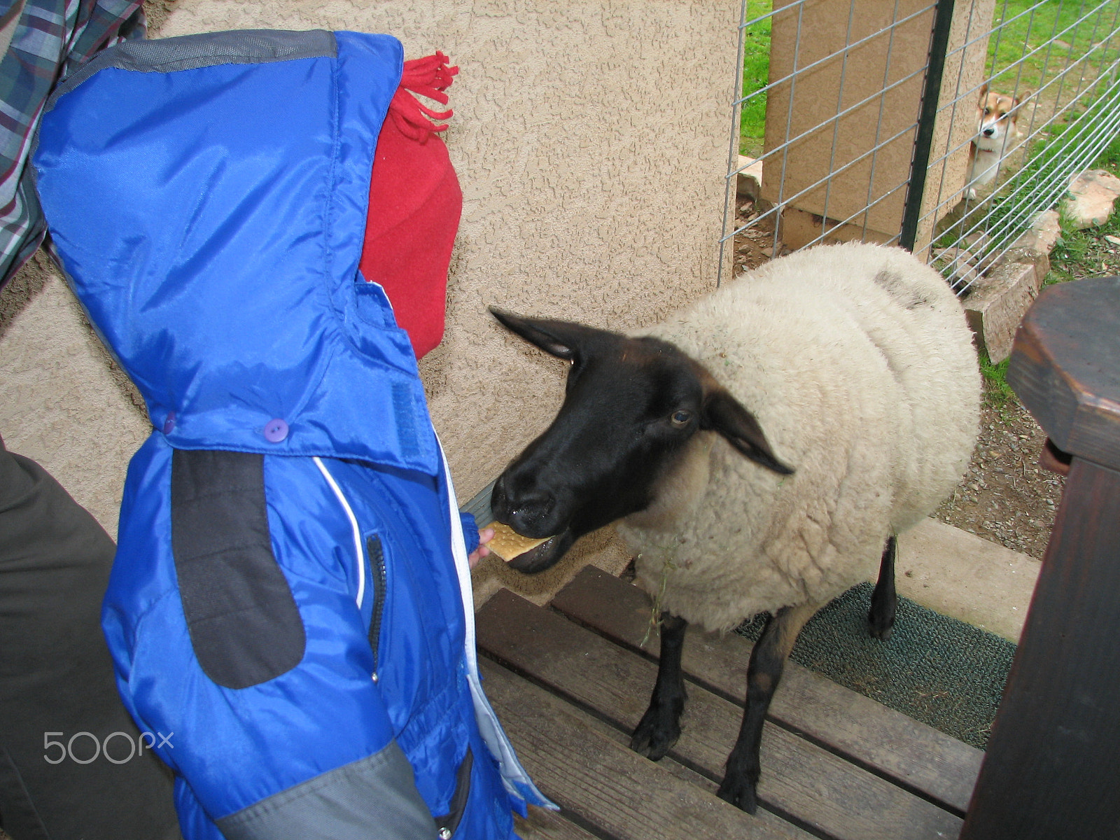 Canon POWERSHOT S2 IS sample photo. Kid feeding a sheep photography