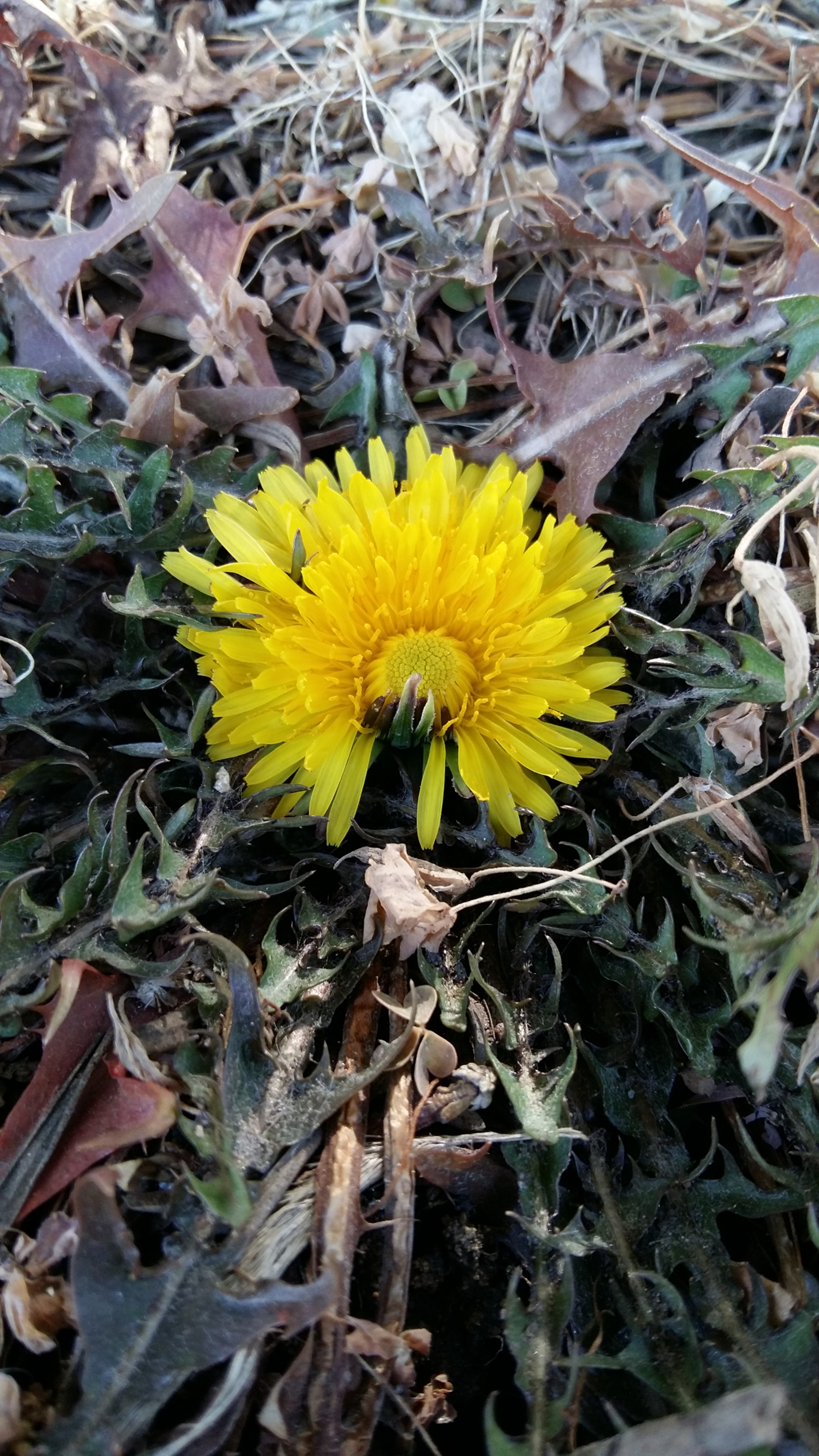 Samsung Galaxy Grand-Max sample photo