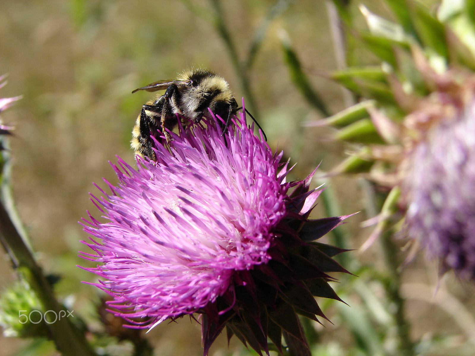 Sony DSC-H1 sample photo. Bumble bee on a thistle photography