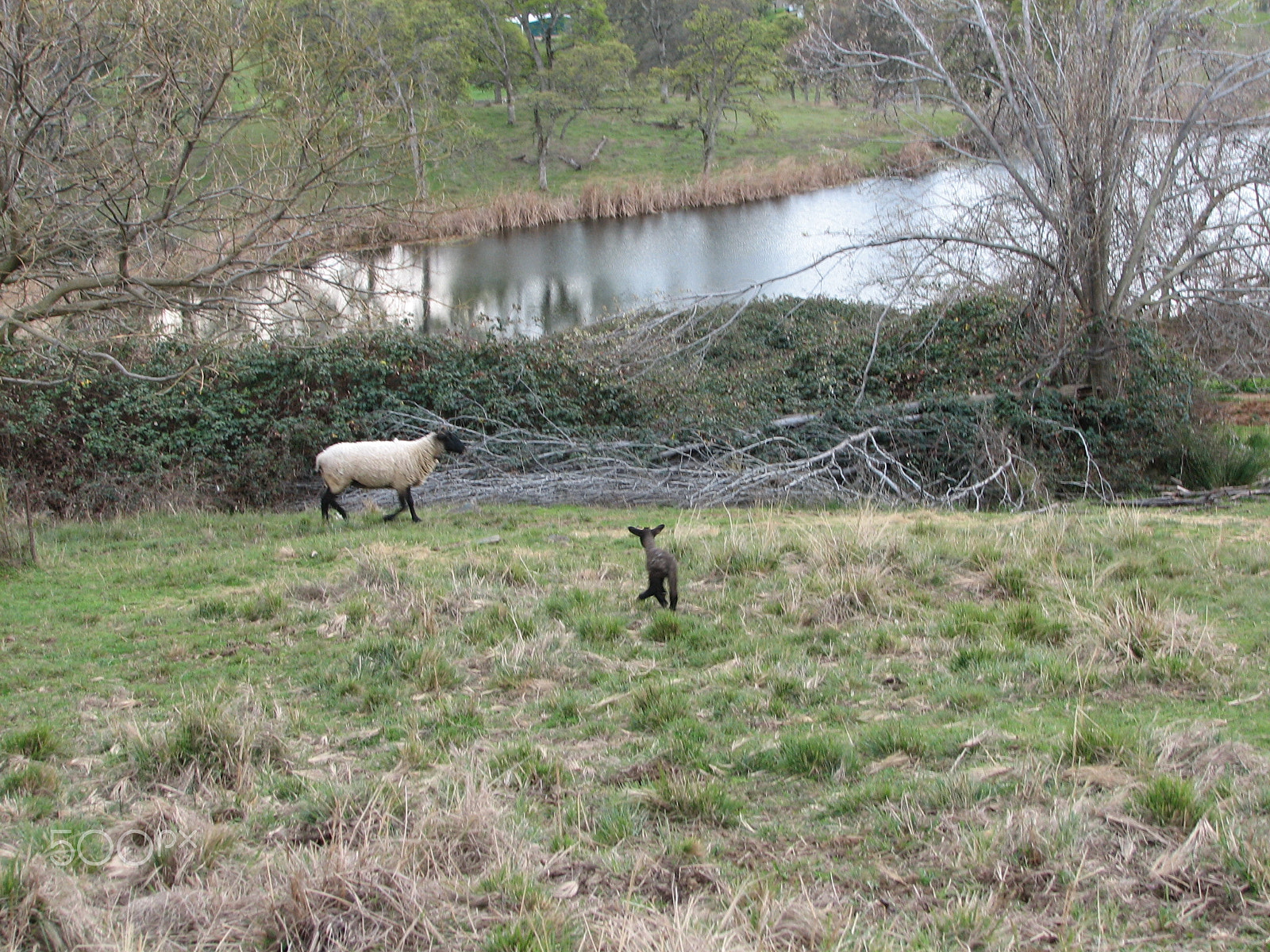 Canon POWERSHOT S2 IS sample photo. Lamb running to his mom photography