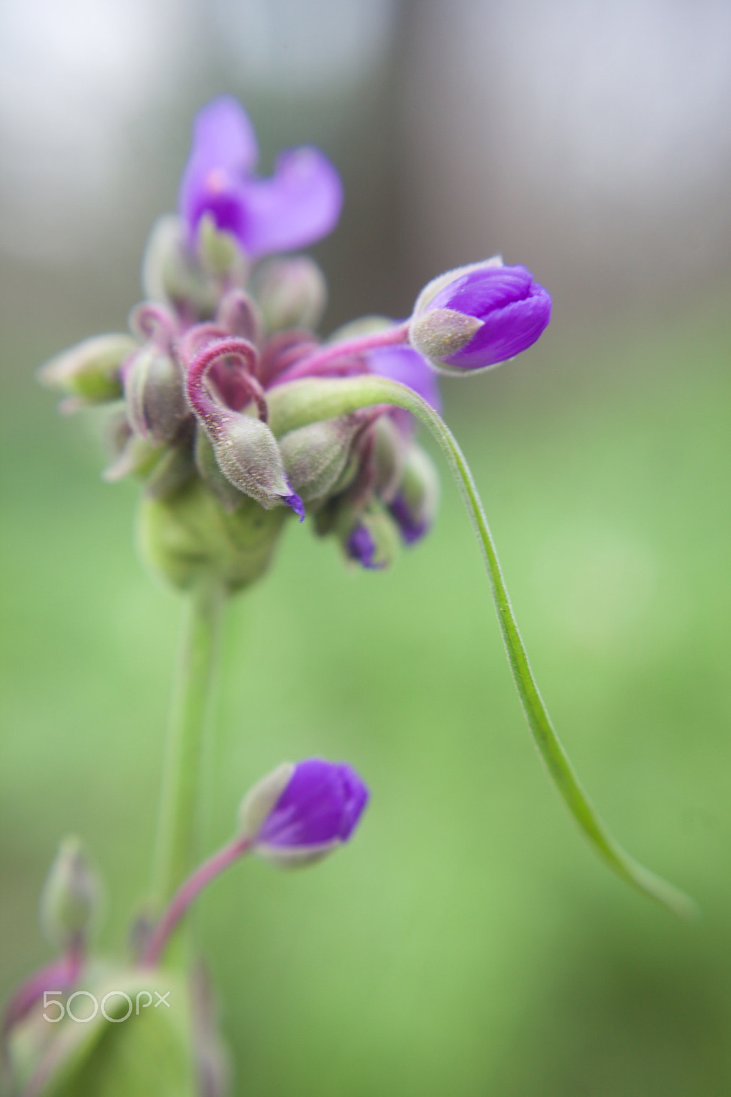 Canon EF 40mm F2.8 STM sample photo. Unfurling photography