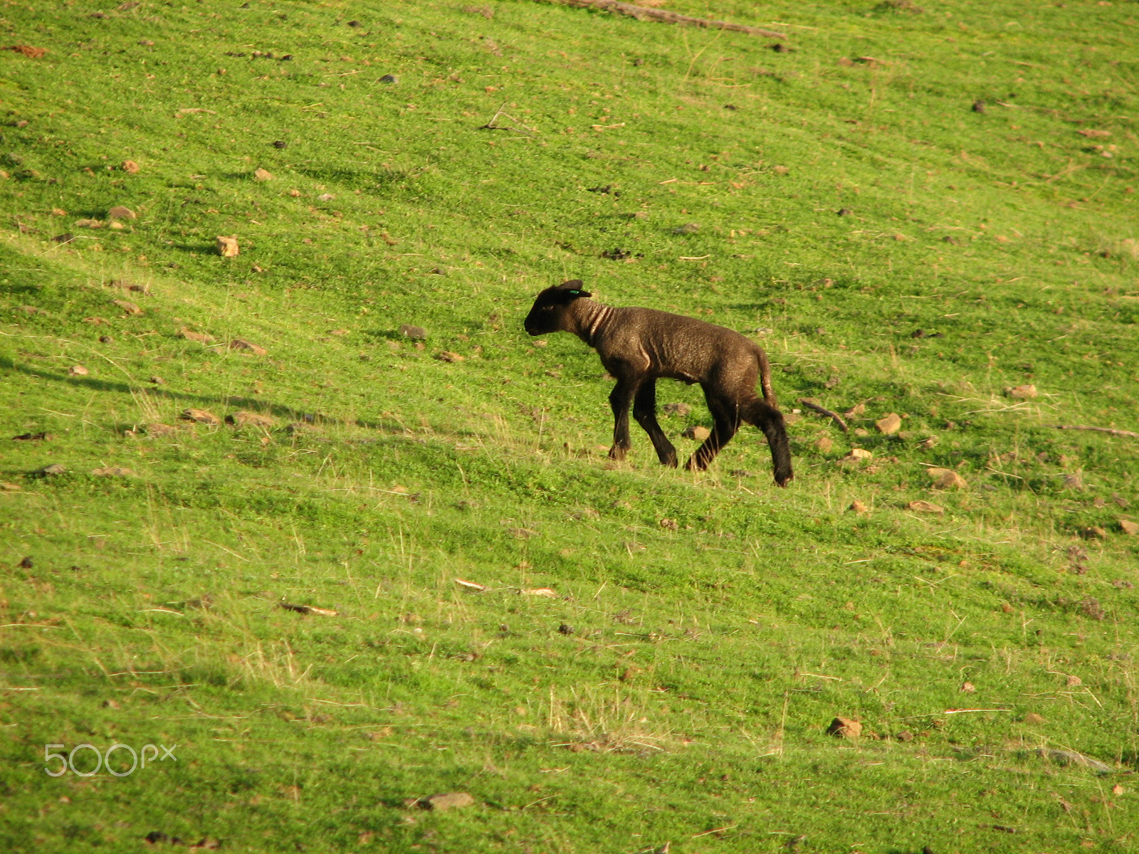 Canon POWERSHOT S2 IS sample photo. Baby lamb photography