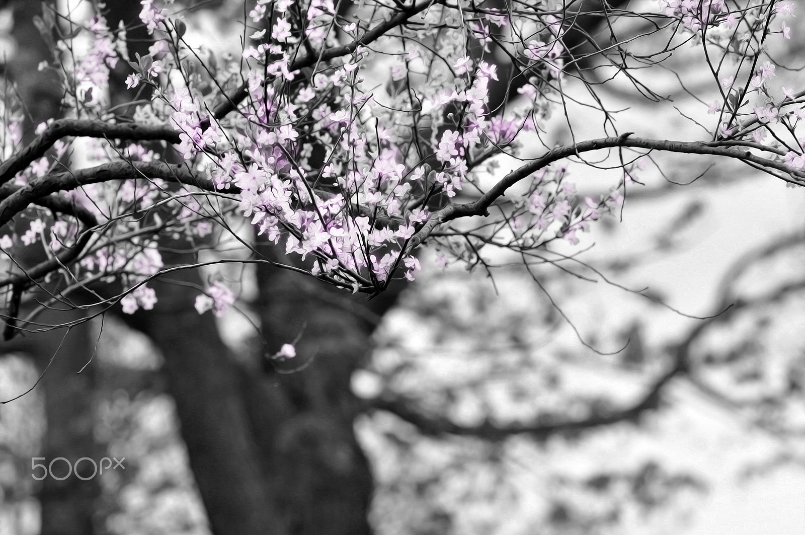 Nikon D90 + Nikon AF Nikkor 180mm F2.8D ED-IF sample photo. Cherry blossoms photography