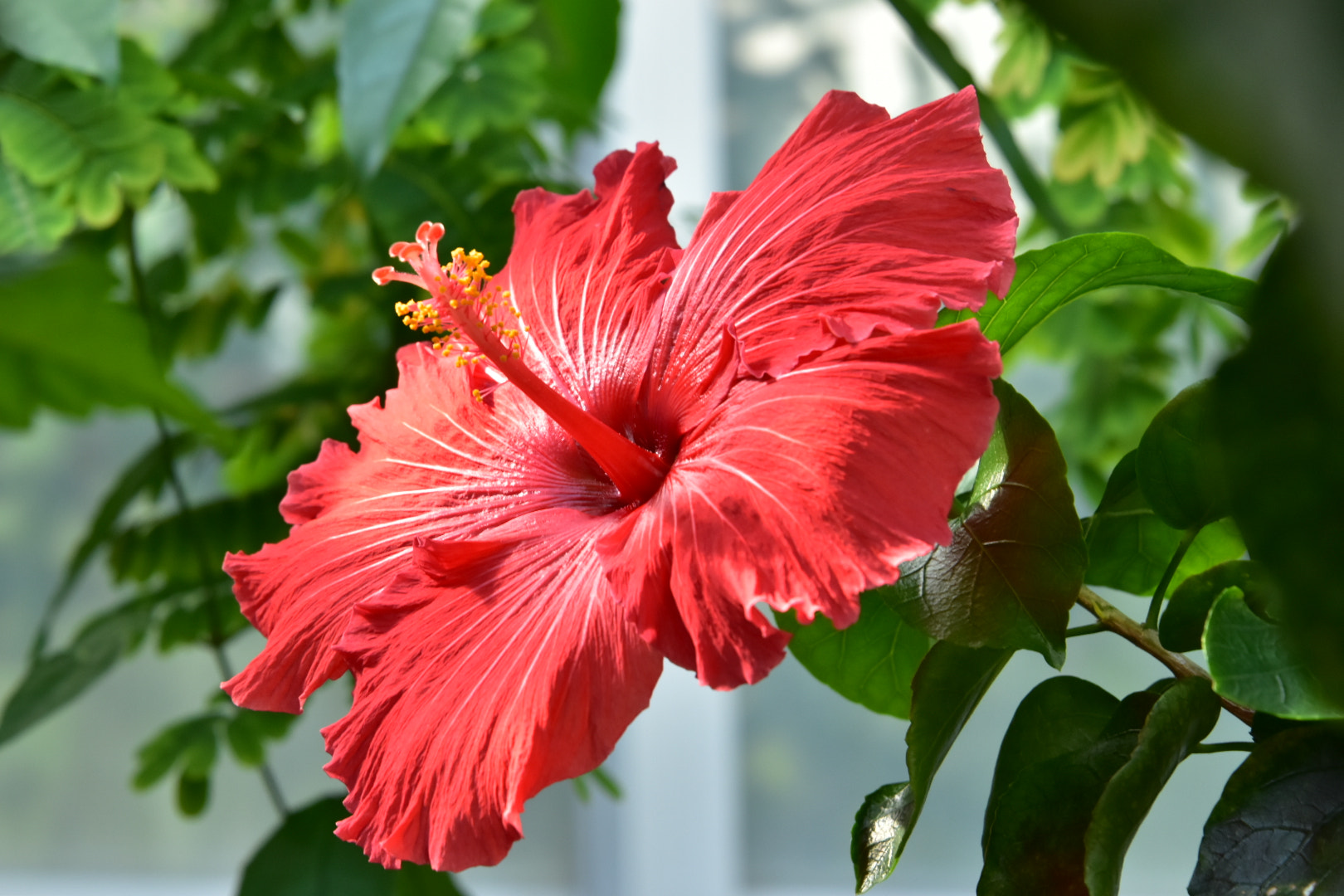 Nikon D5500 sample photo. Hibiscus  photography