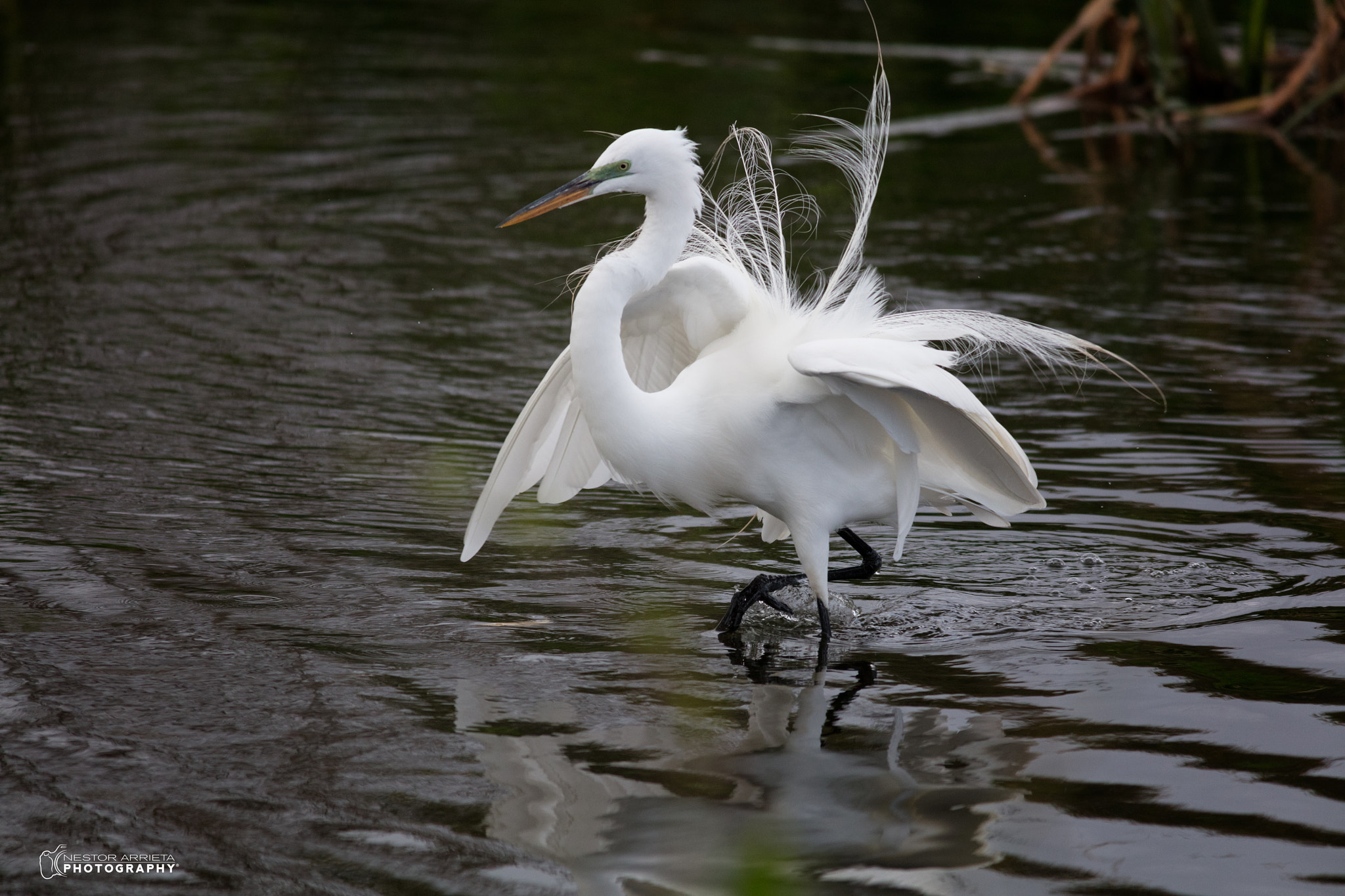 Canon EF 400mm F5.6L USM sample photo. Great egretc photography
