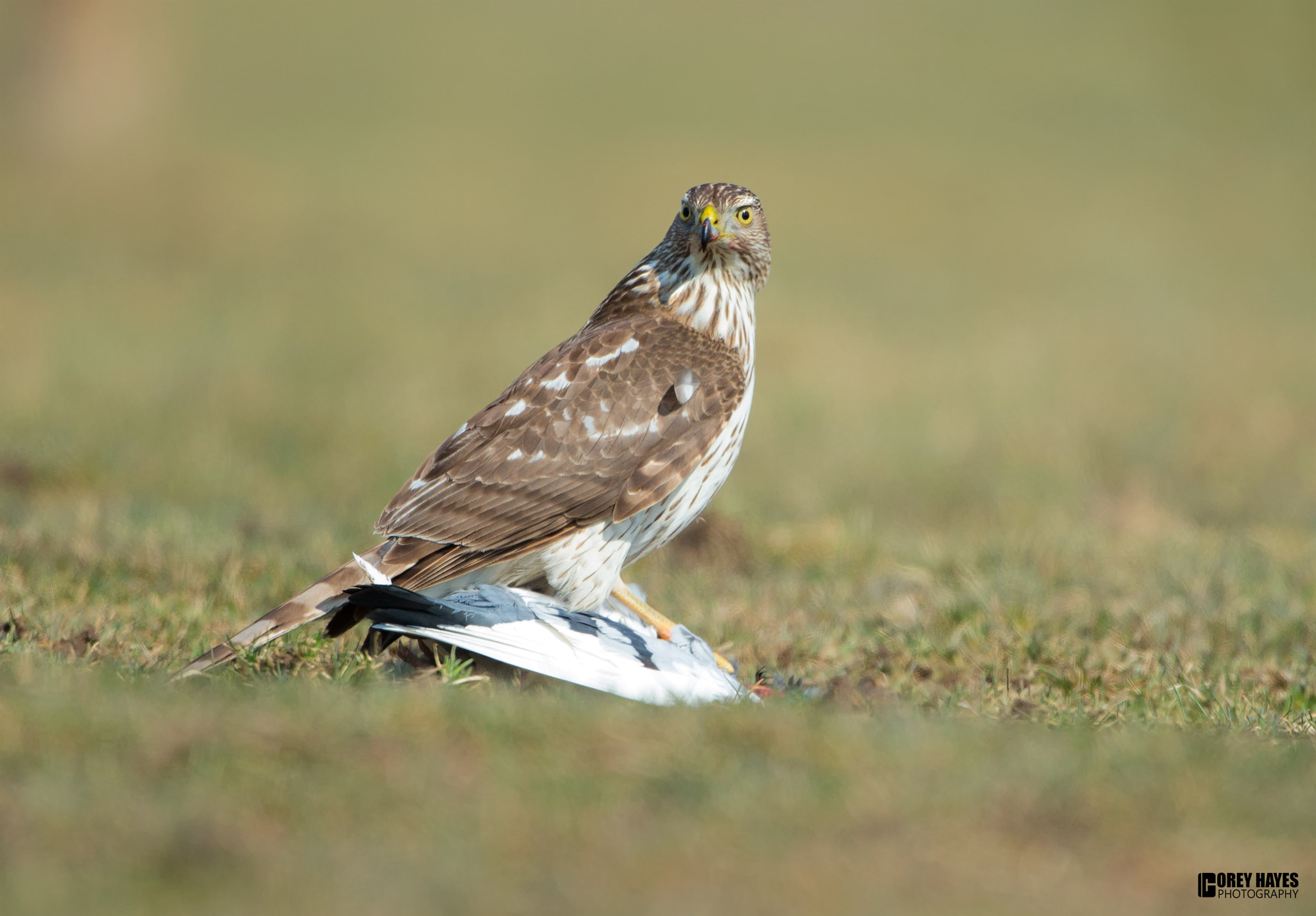 Canon EF 500mm F4L IS USM sample photo. Coopers hawk photography