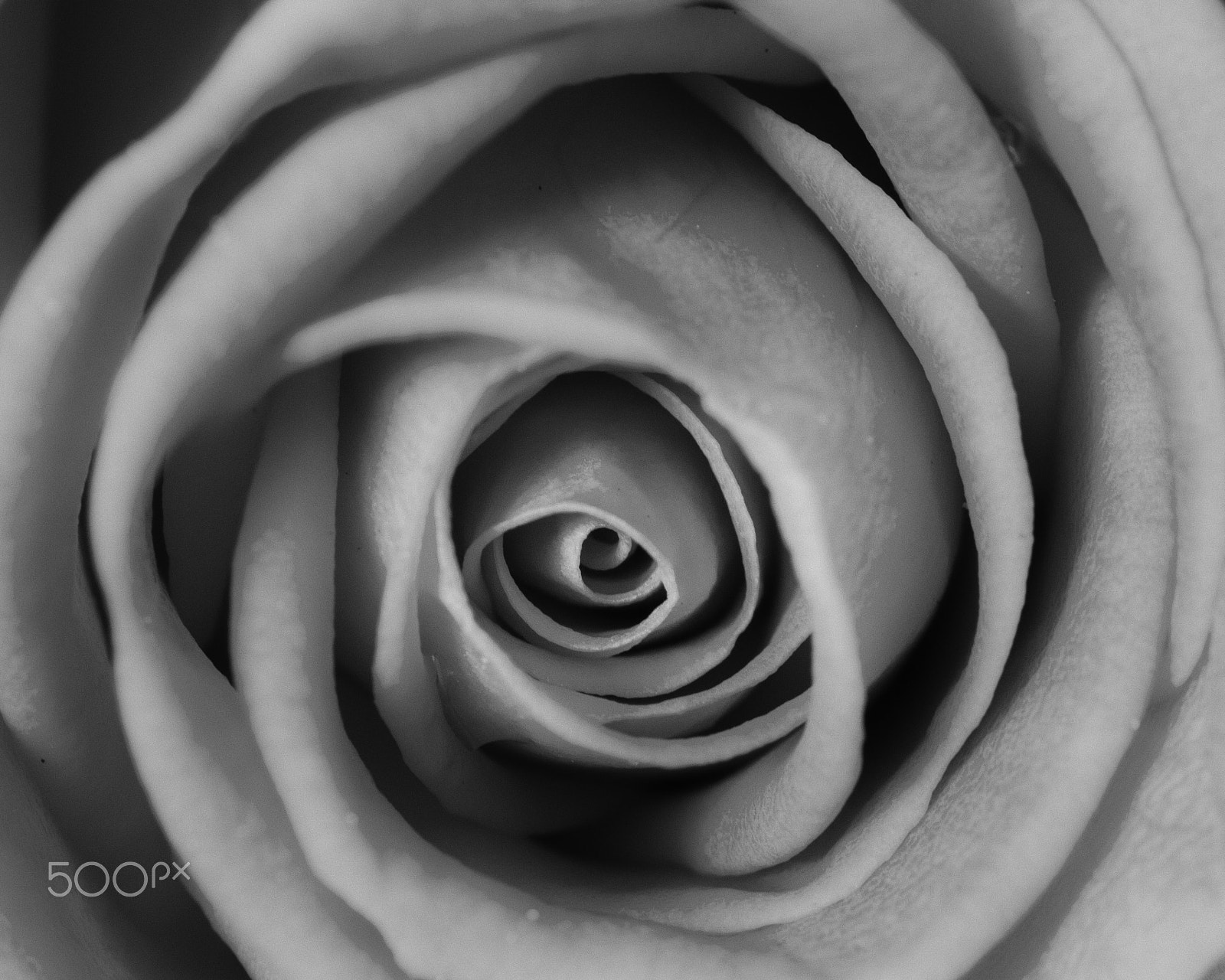 Canon EF-S 60mm F2.8 Macro USM sample photo. B&w pink rose photography
