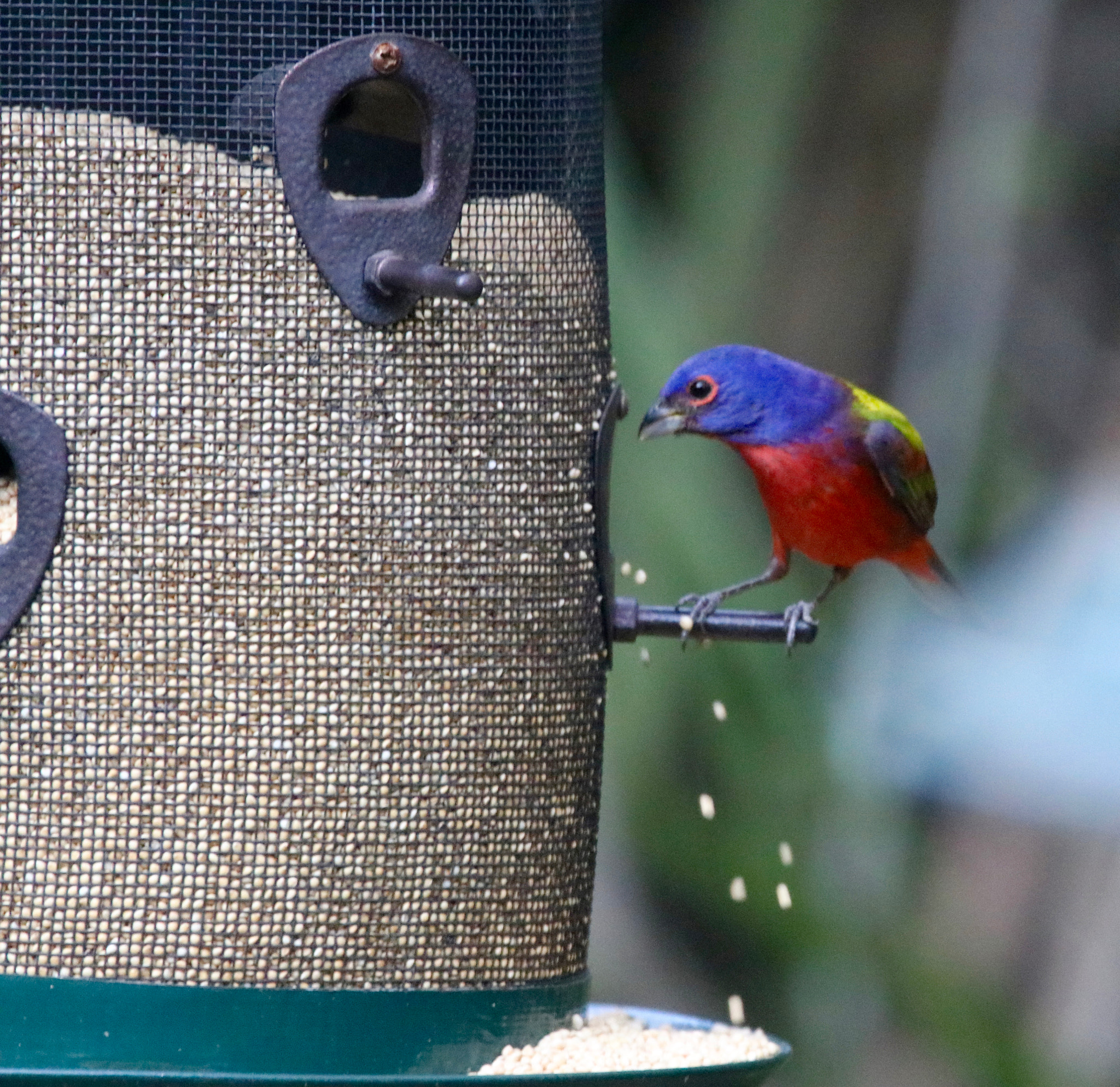 Sigma 150mm f/2.8 EX DG OS HSM APO Macro sample photo. Painted bunting photography