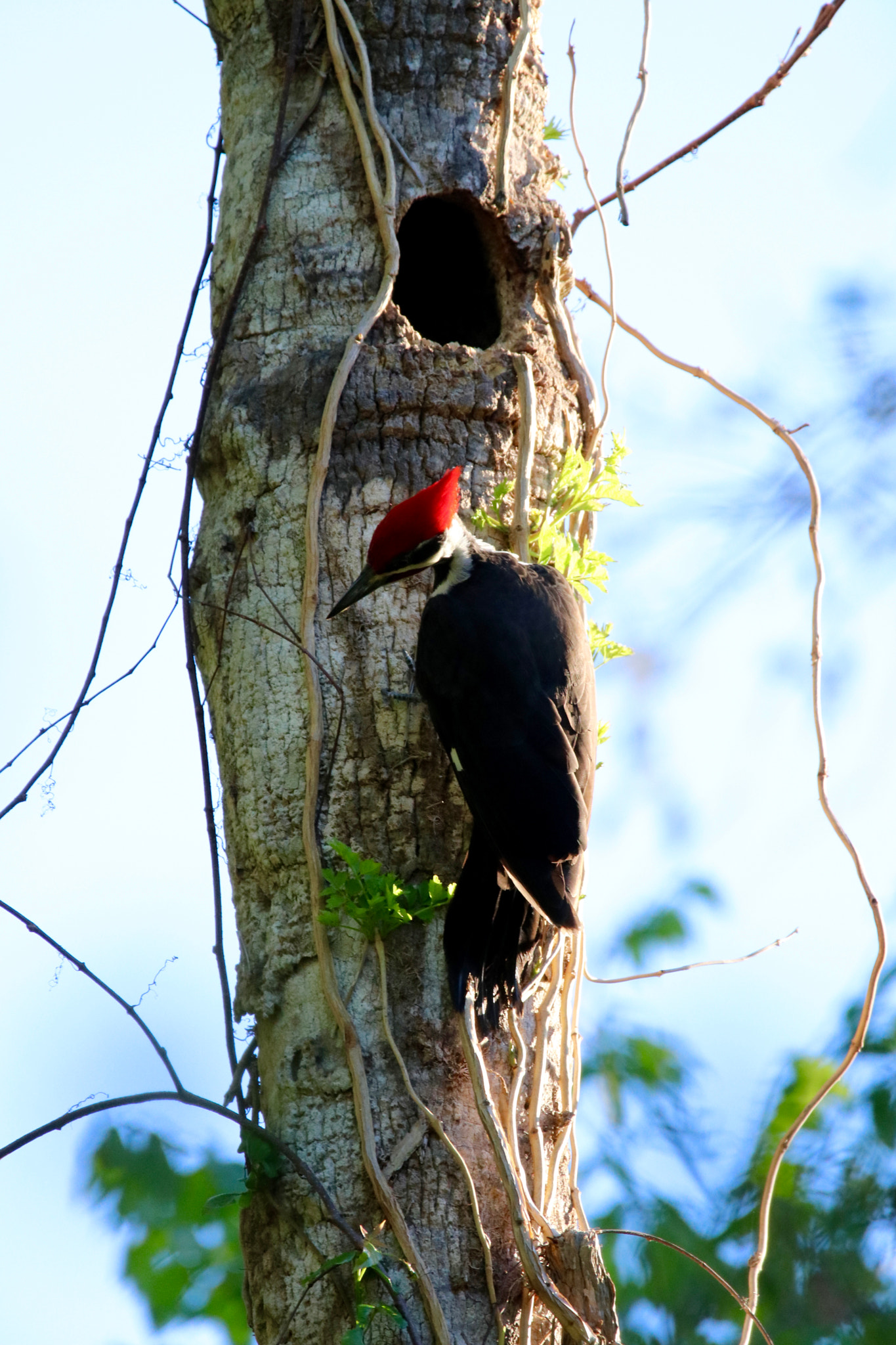 Sigma 150mm f/2.8 EX DG OS HSM APO Macro sample photo. Pileated woodpecker photography