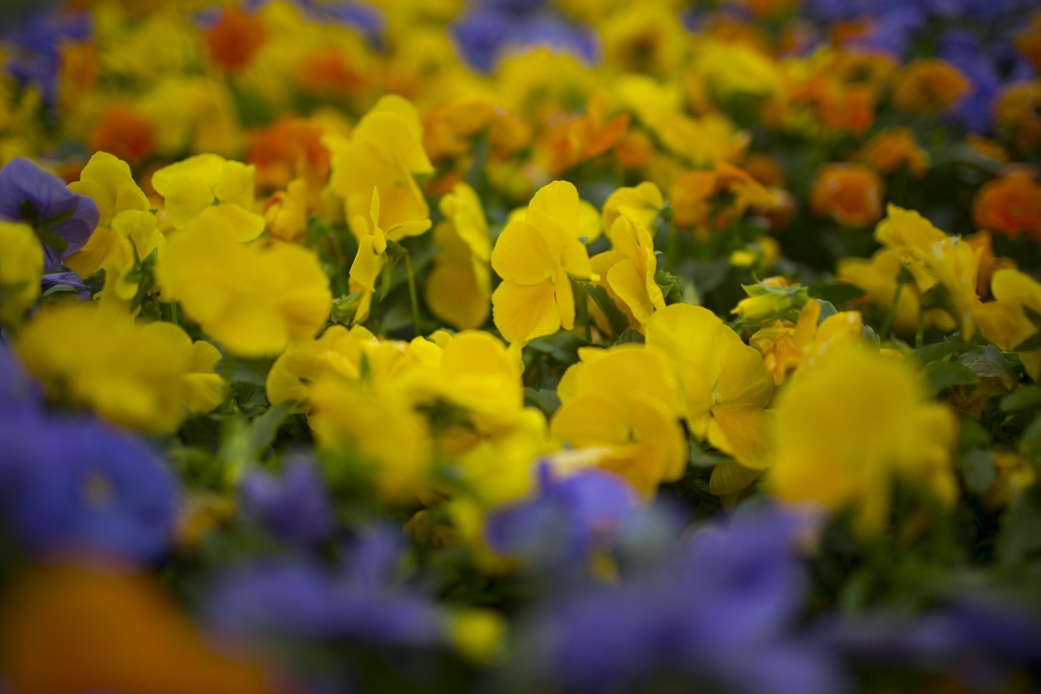Canon EOS 6D + Canon EF 35mm F1.4L USM sample photo. It's spring time photography