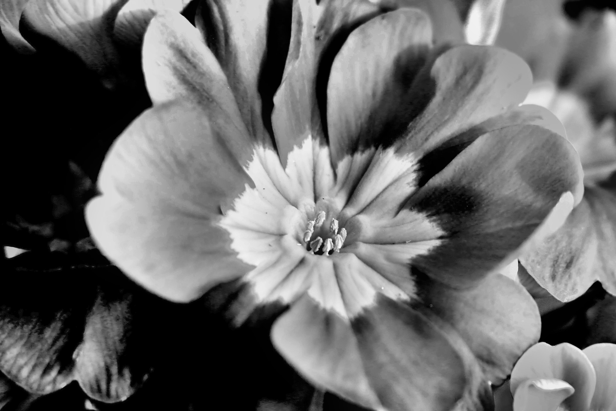 Canon EOS 650D (EOS Rebel T4i / EOS Kiss X6i) sample photo. Blooming primula in black and white photography