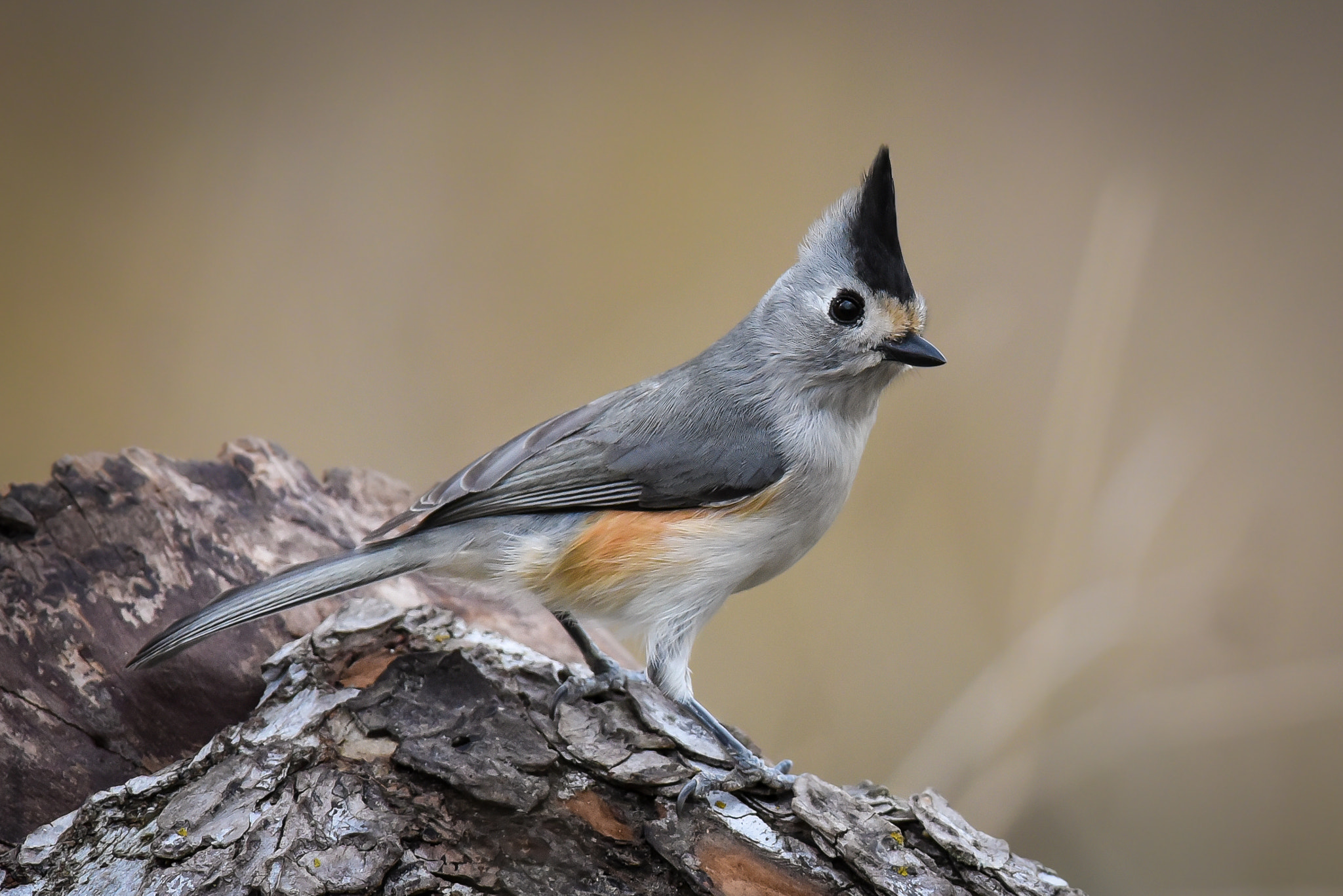 Nikon AF-S Nikkor 300mm F2.8G ED-IF VR sample photo. Black-crested titmouse photography