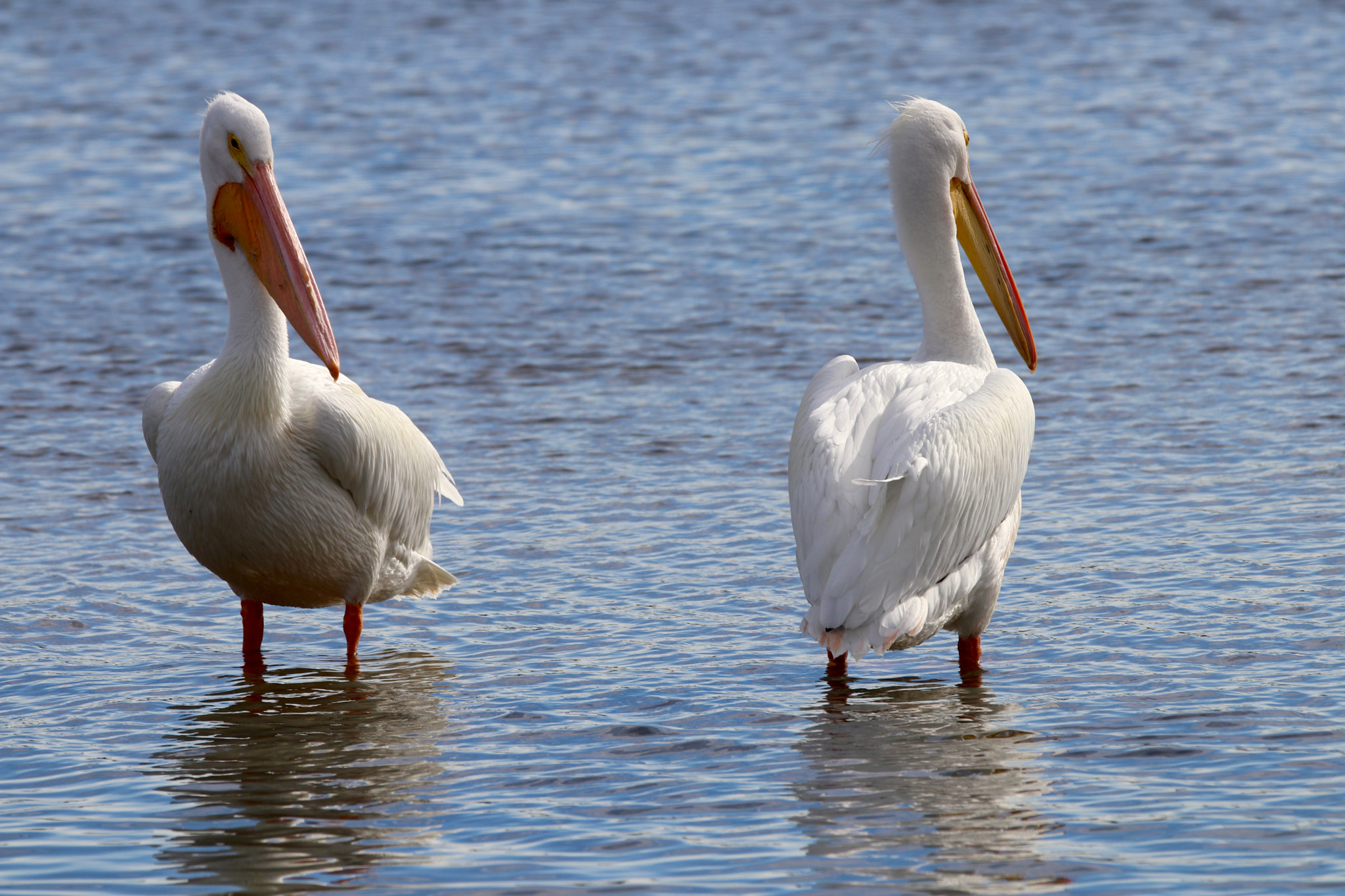 Sigma 150mm f/2.8 EX DG OS HSM APO Macro sample photo. White pelican photography