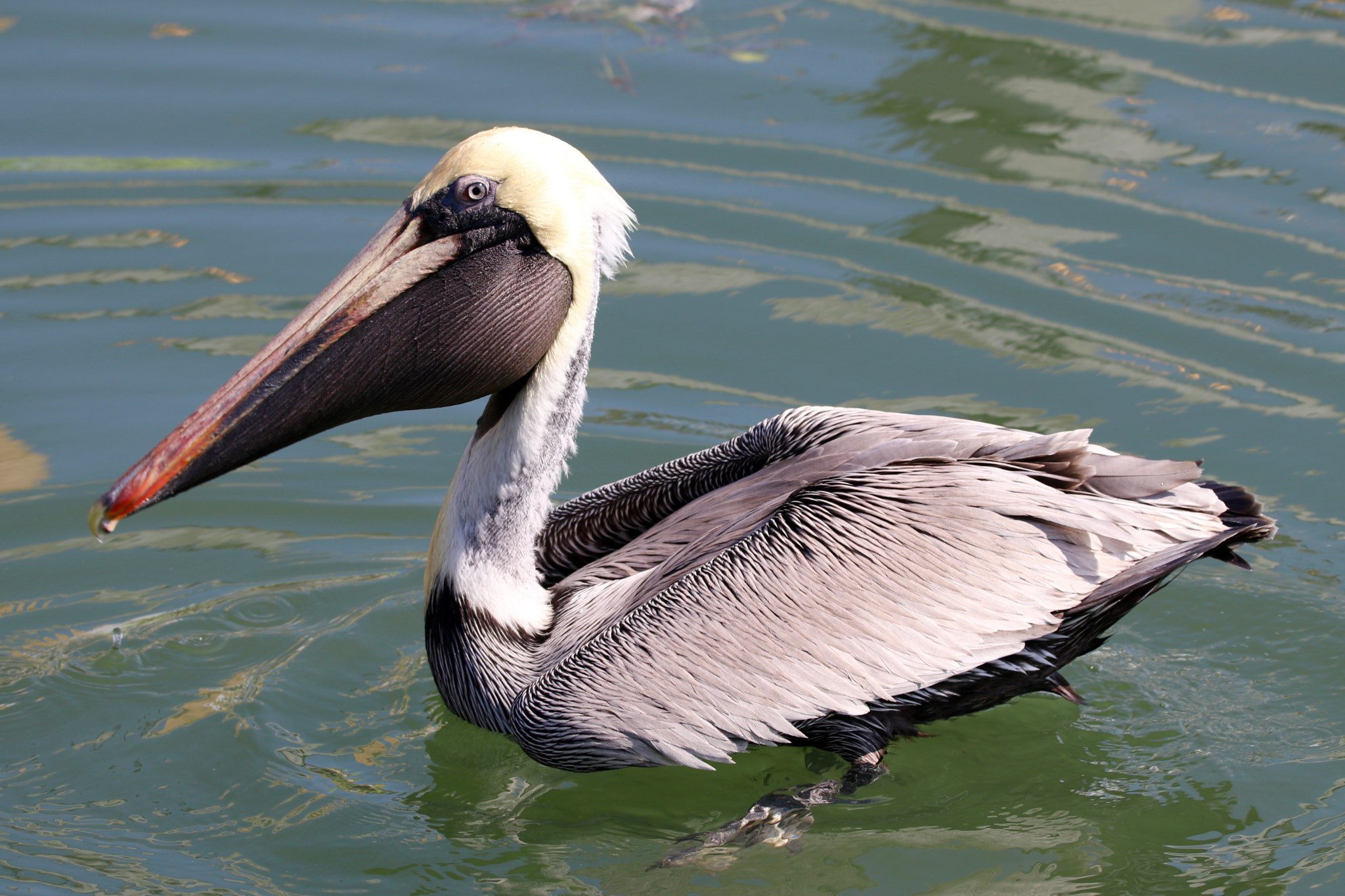 Sigma 150mm f/2.8 EX DG OS HSM APO Macro sample photo. Brown pelican photography
