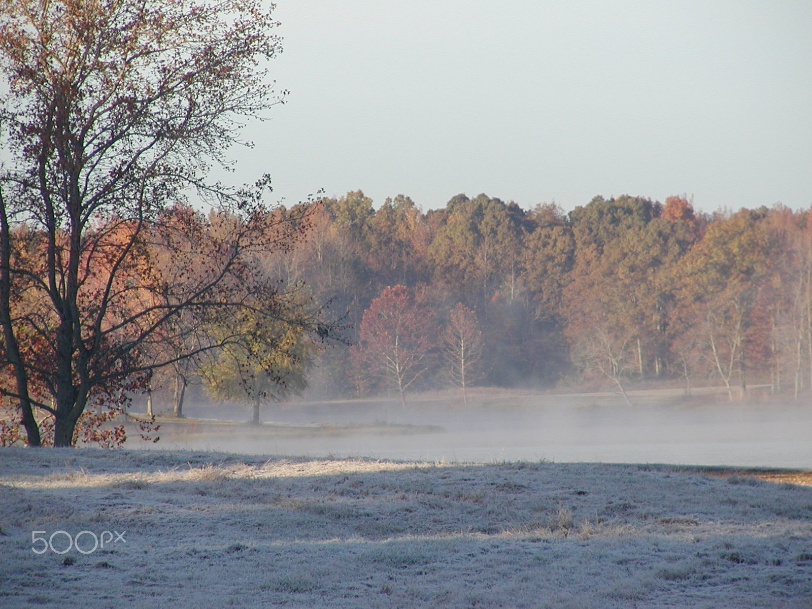 Olympus C2100UZ sample photo. Morning frost photography