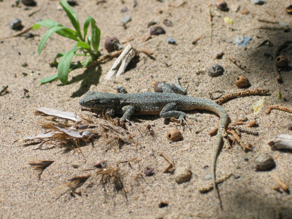 Canon POWERSHOT G3 sample photo. Desert lizard photography