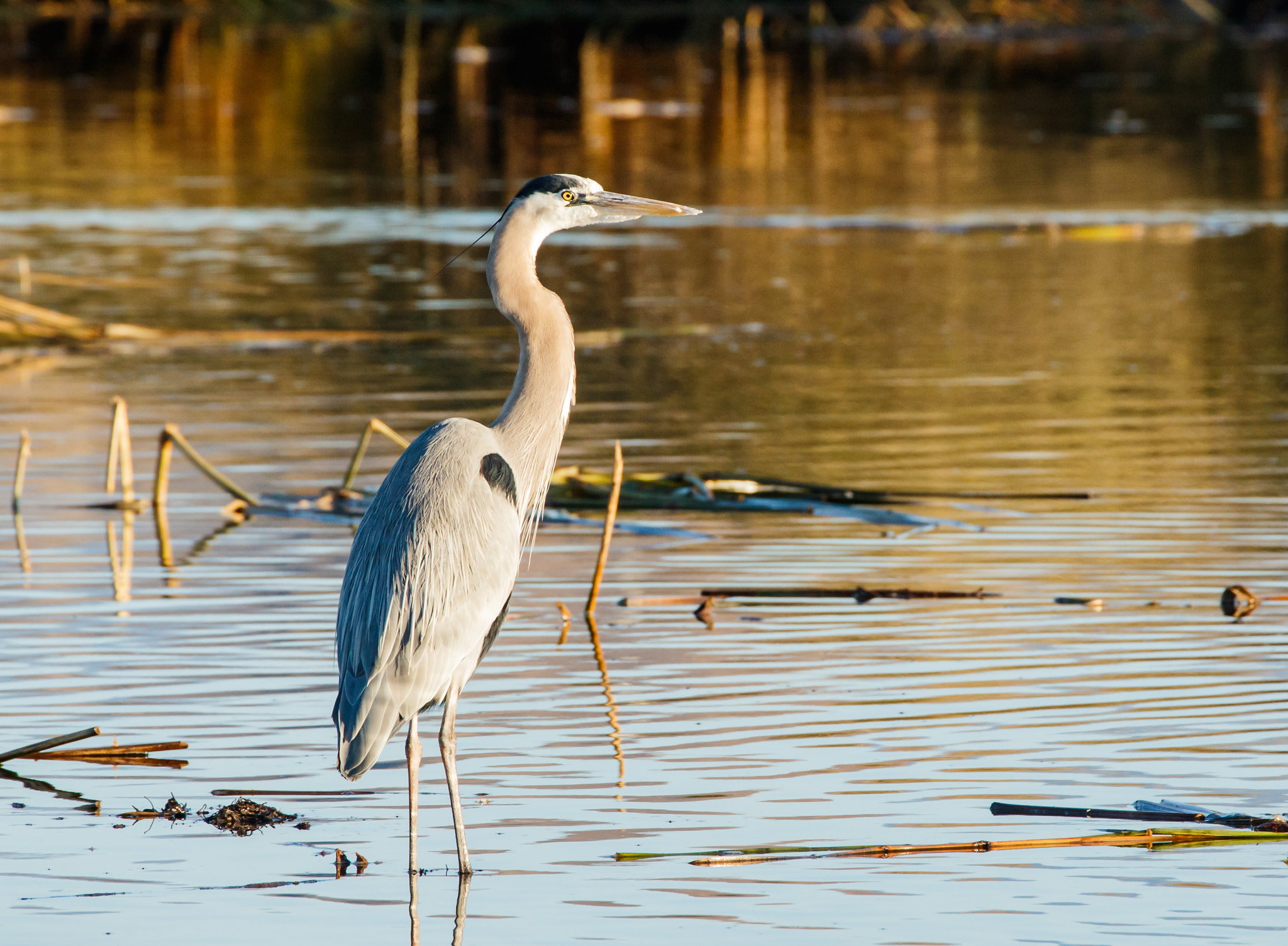 Canon EF 70-300mm F4-5.6L IS USM sample photo. Great blue heron photography
