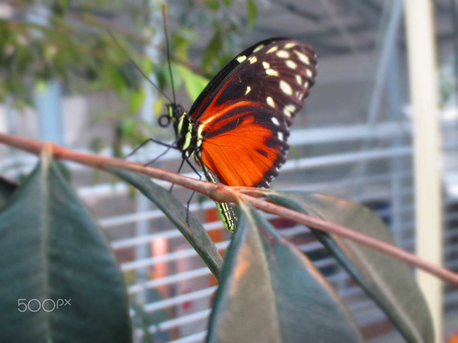 Canon PowerShot ELPH 130 IS (IXUS 140 / IXY 110F) sample photo. Peaceful butterfly photography