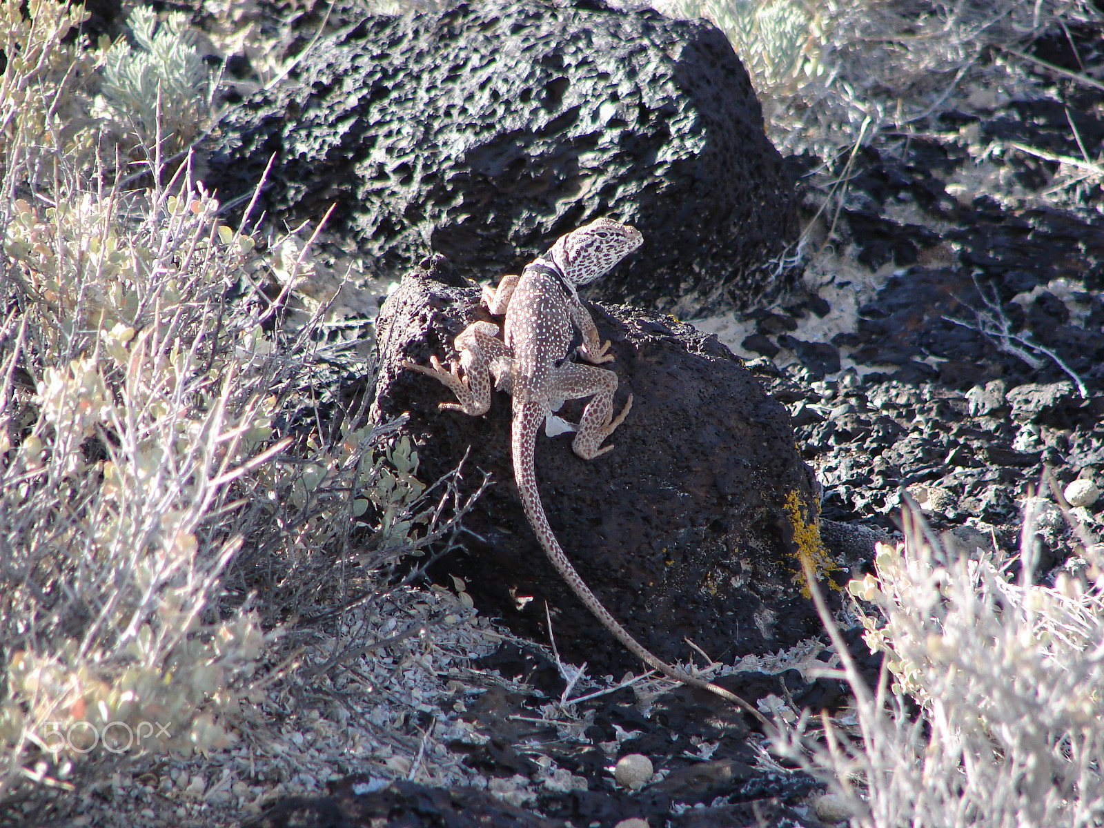 Sony DSC-H1 sample photo. Great basin collared lizard photography