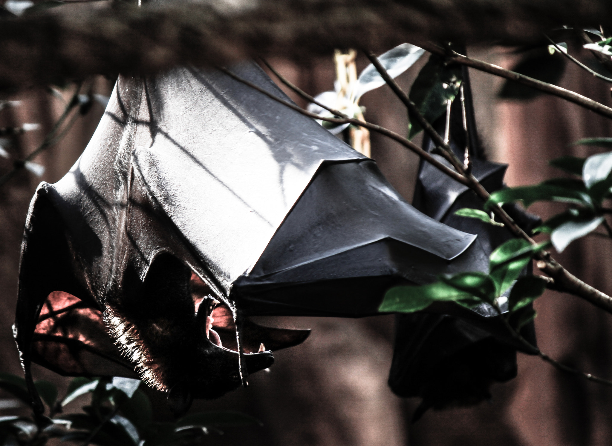 Canon EOS 1100D (EOS Rebel T3 / EOS Kiss X50) sample photo. Am i batman? photography