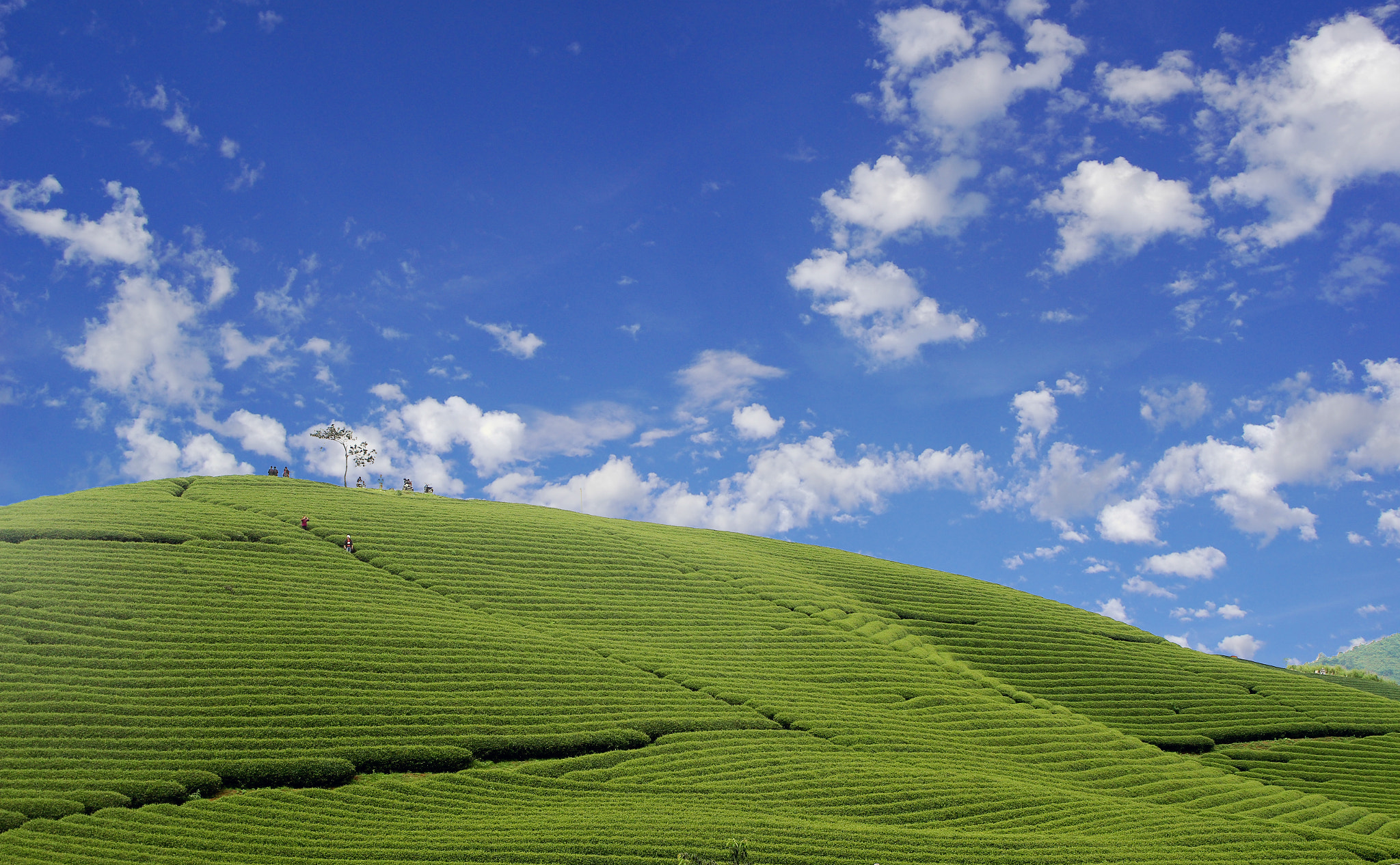 Canon EF 40mm F2.8 STM sample photo. Morning in moc chau photography