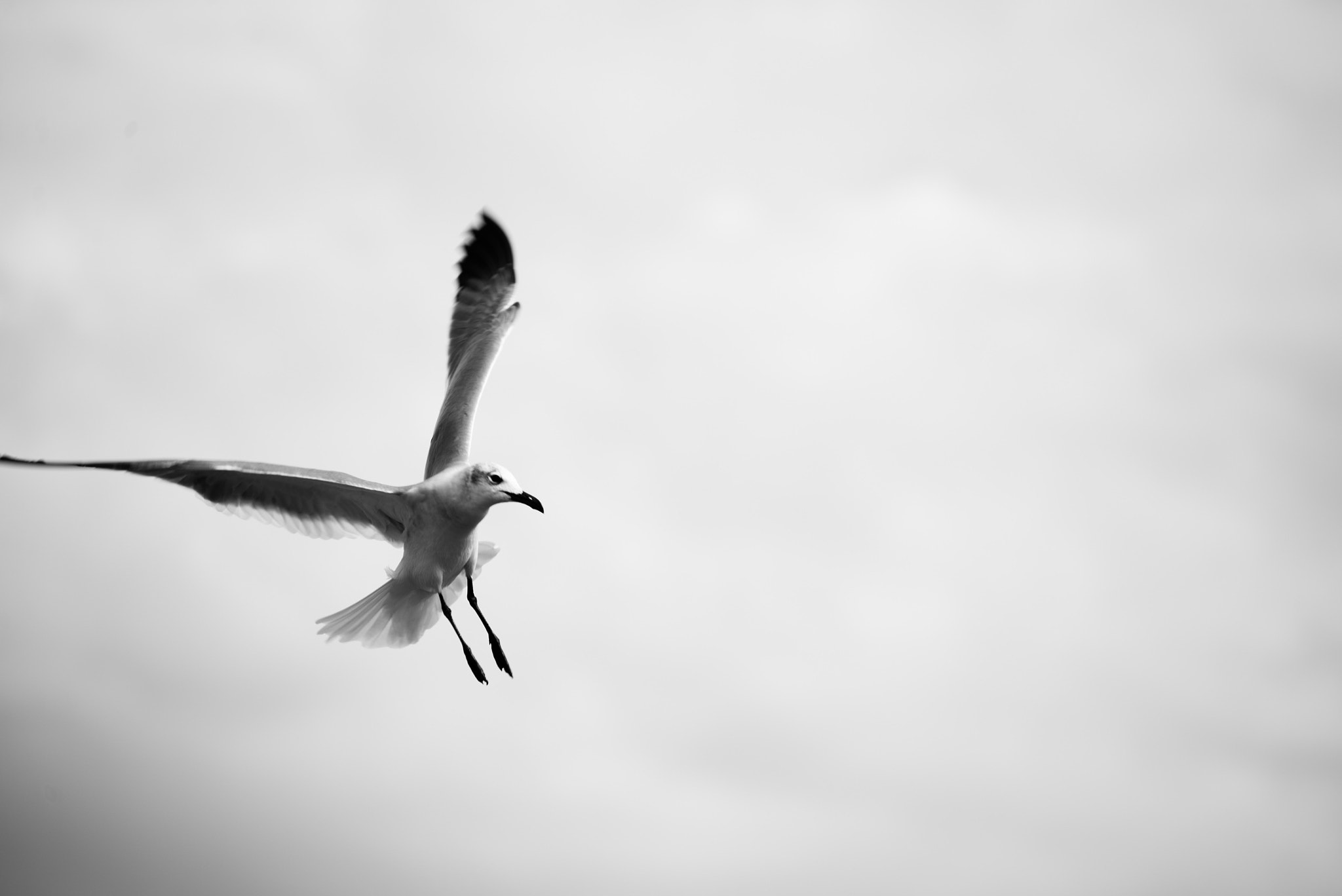 Nikon D600 sample photo. Coming in hot photography