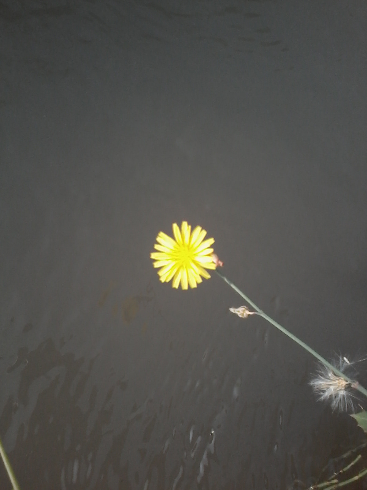 Samsung Galaxy Star Plus sample photo. Flower against water photography