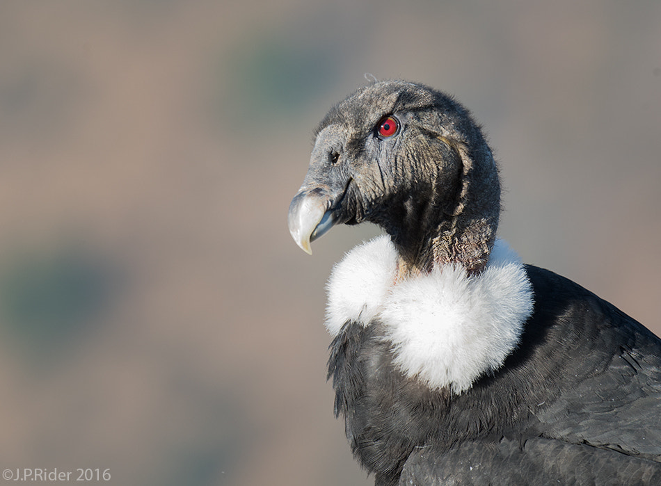 Nikon D810 sample photo. Vultur gryphus photography