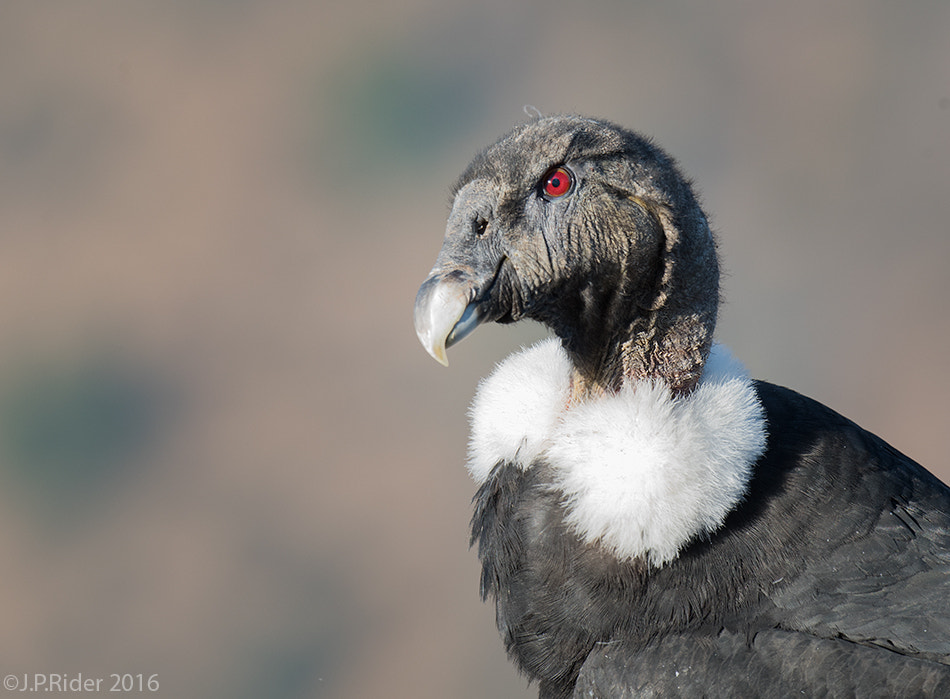 Nikon D810 + Nikon AF-S Nikkor 500mm F4G ED VR sample photo. Vultur gryphus photography