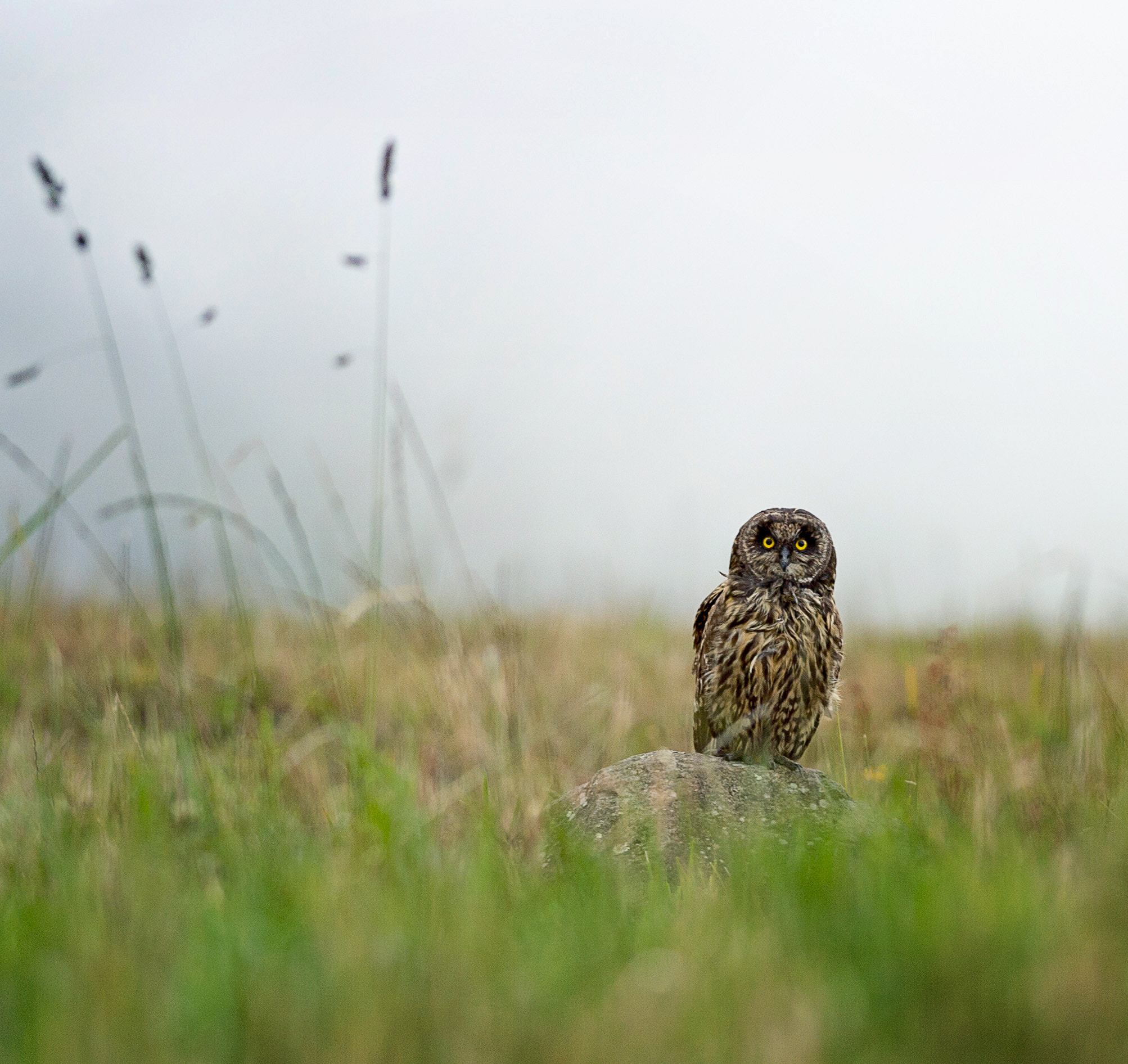 Nikon D4S + Nikon AF-S Nikkor 300mm F4D ED-IF sample photo. Short-eared owl photography