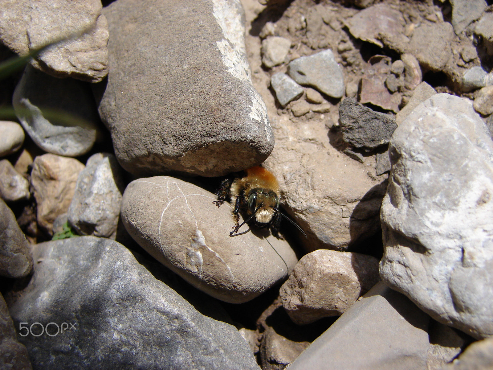 Sony DSC-H1 sample photo. Bumble bee hiding in rocks photography