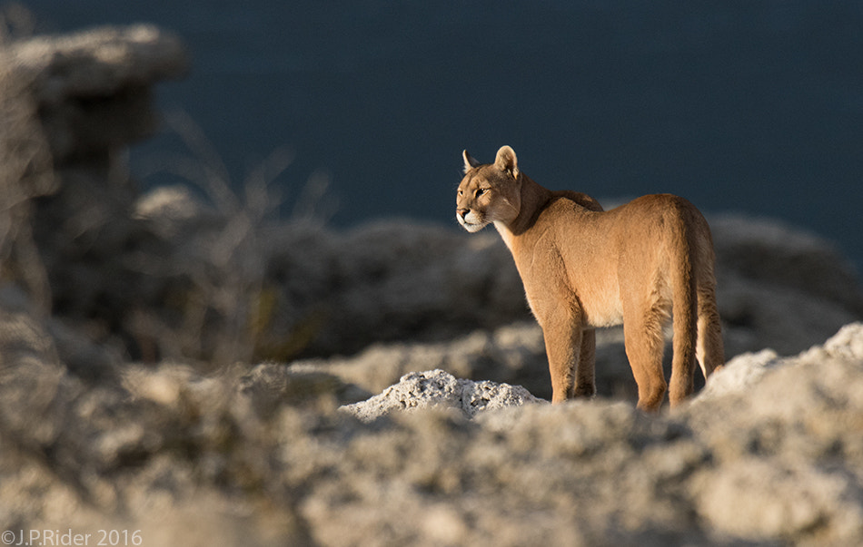 Nikon D810 + Nikon AF-S Nikkor 500mm F4G ED VR sample photo. Puma concolor photography