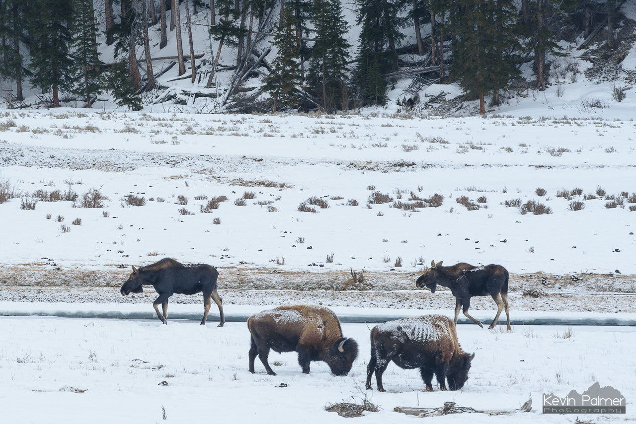 Nikon D750 + AF Nikkor 180mm f/2.8 IF-ED sample photo. Trotting moose, grazing bison photography