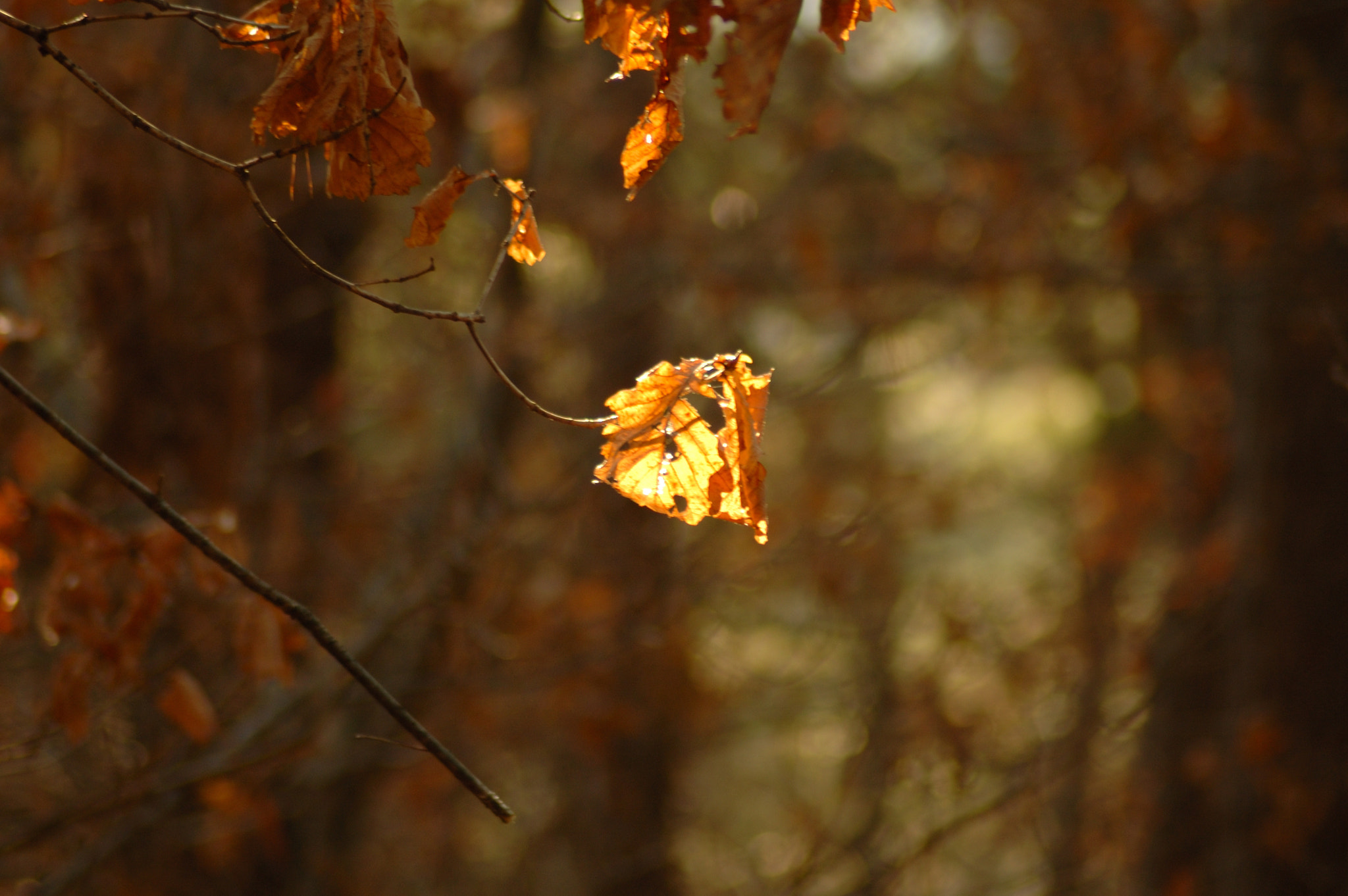 Nikon D50 sample photo. 광교산복사본 photography