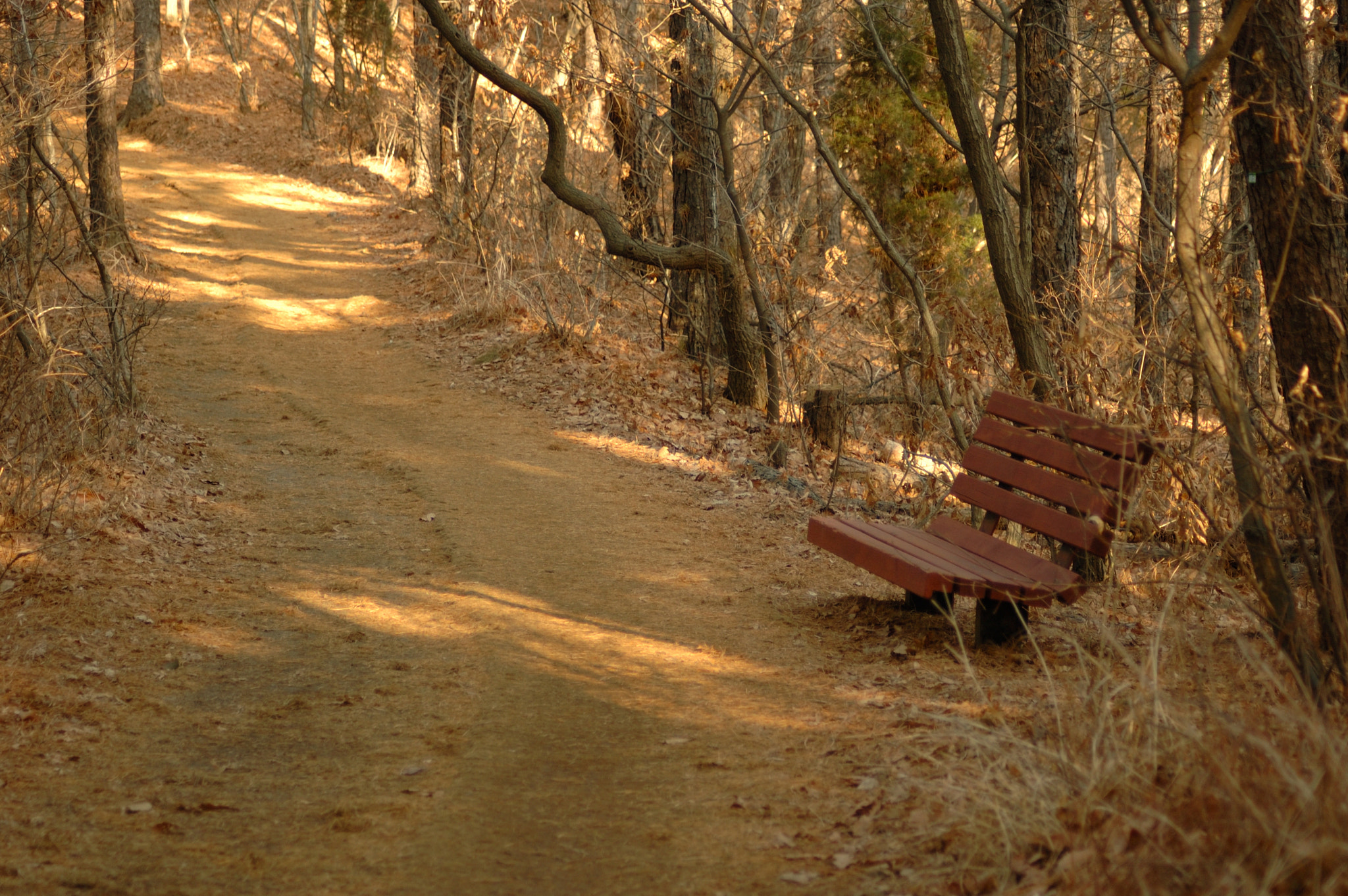 Nikon D50 sample photo. 광교산복사본 photography