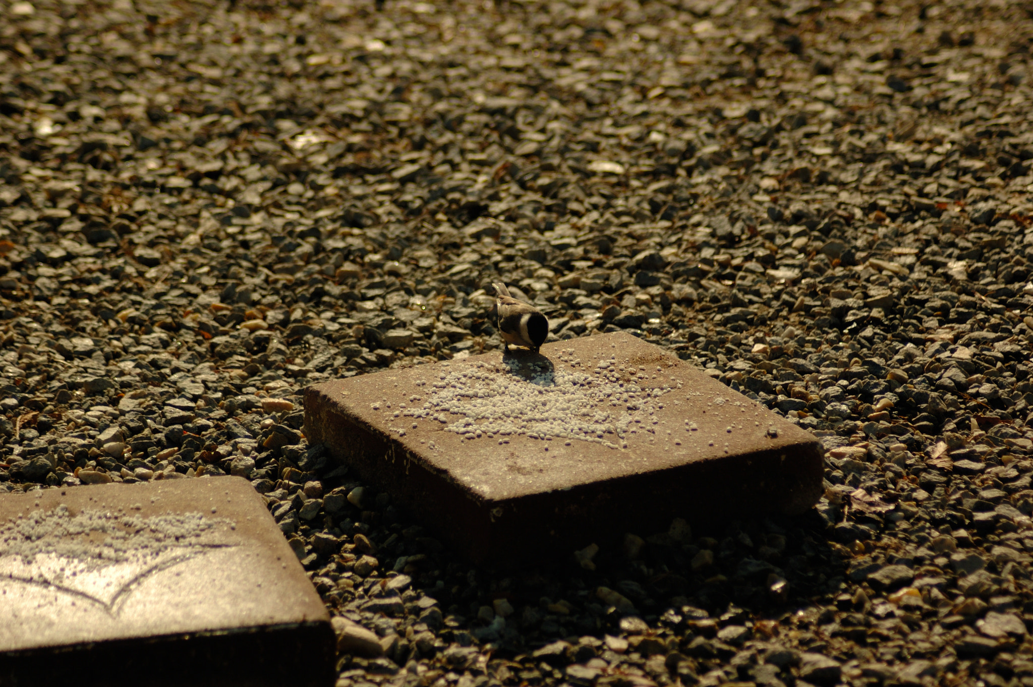 Nikon D50 sample photo. 광교산복사본 photography