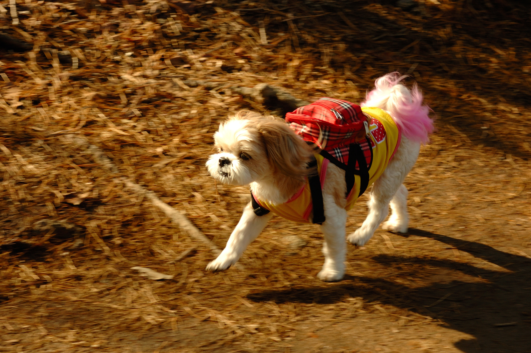 Nikon D50 sample photo. 광교산복사본 photography