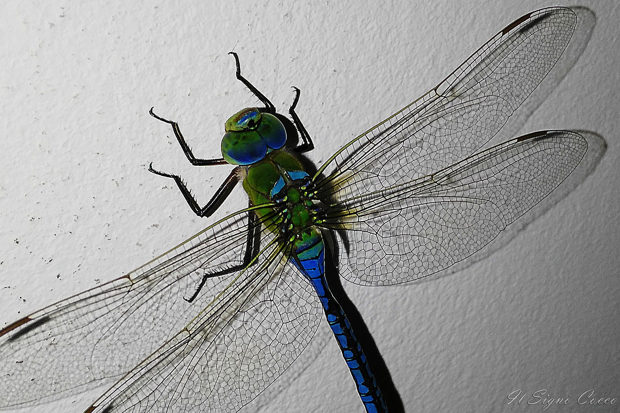 HUAWEI G7-L01 sample photo. Dragonfly photography