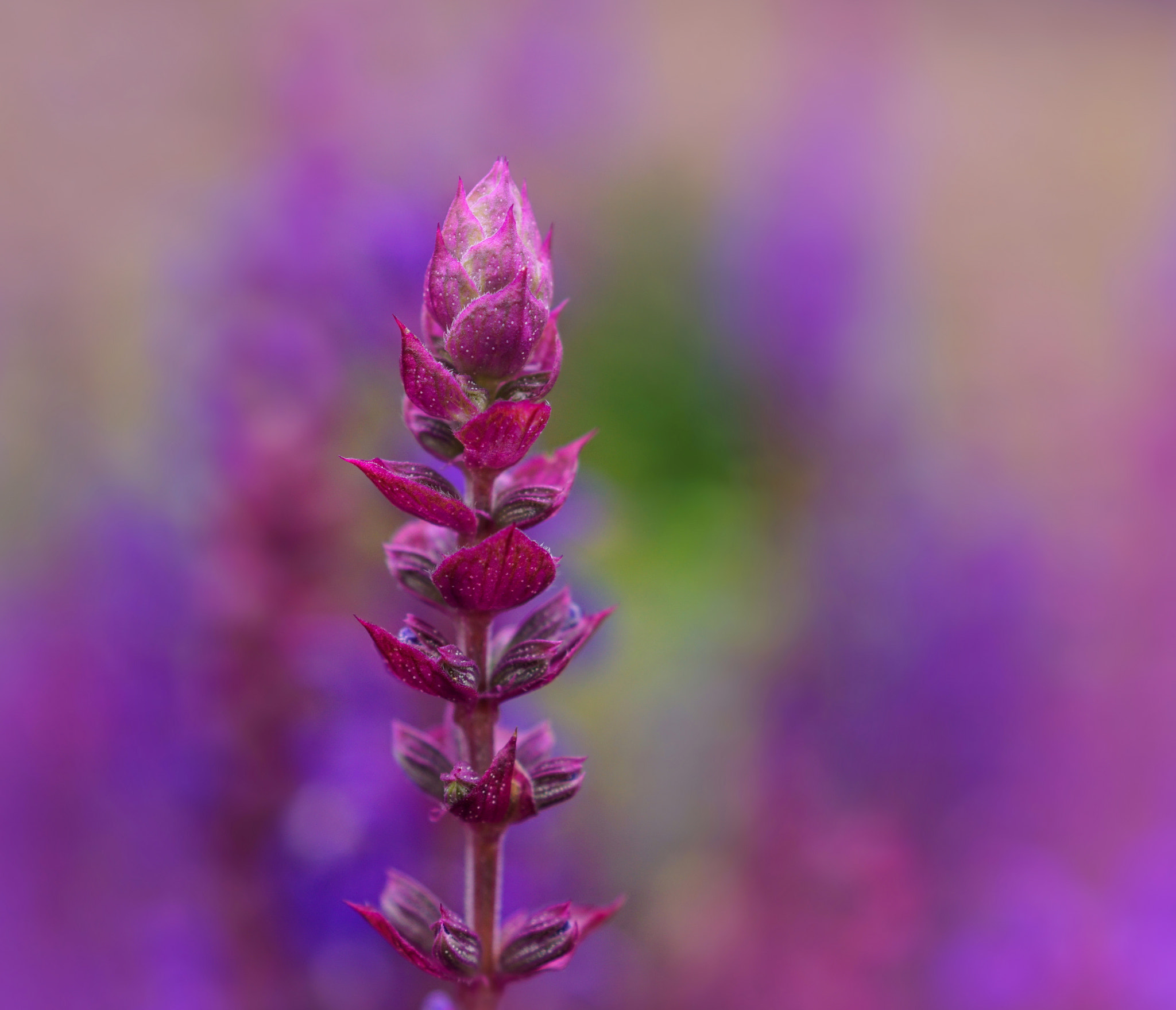 Sony DT 30mm F2.8 Macro SAM sample photo. Beauty of the field photography