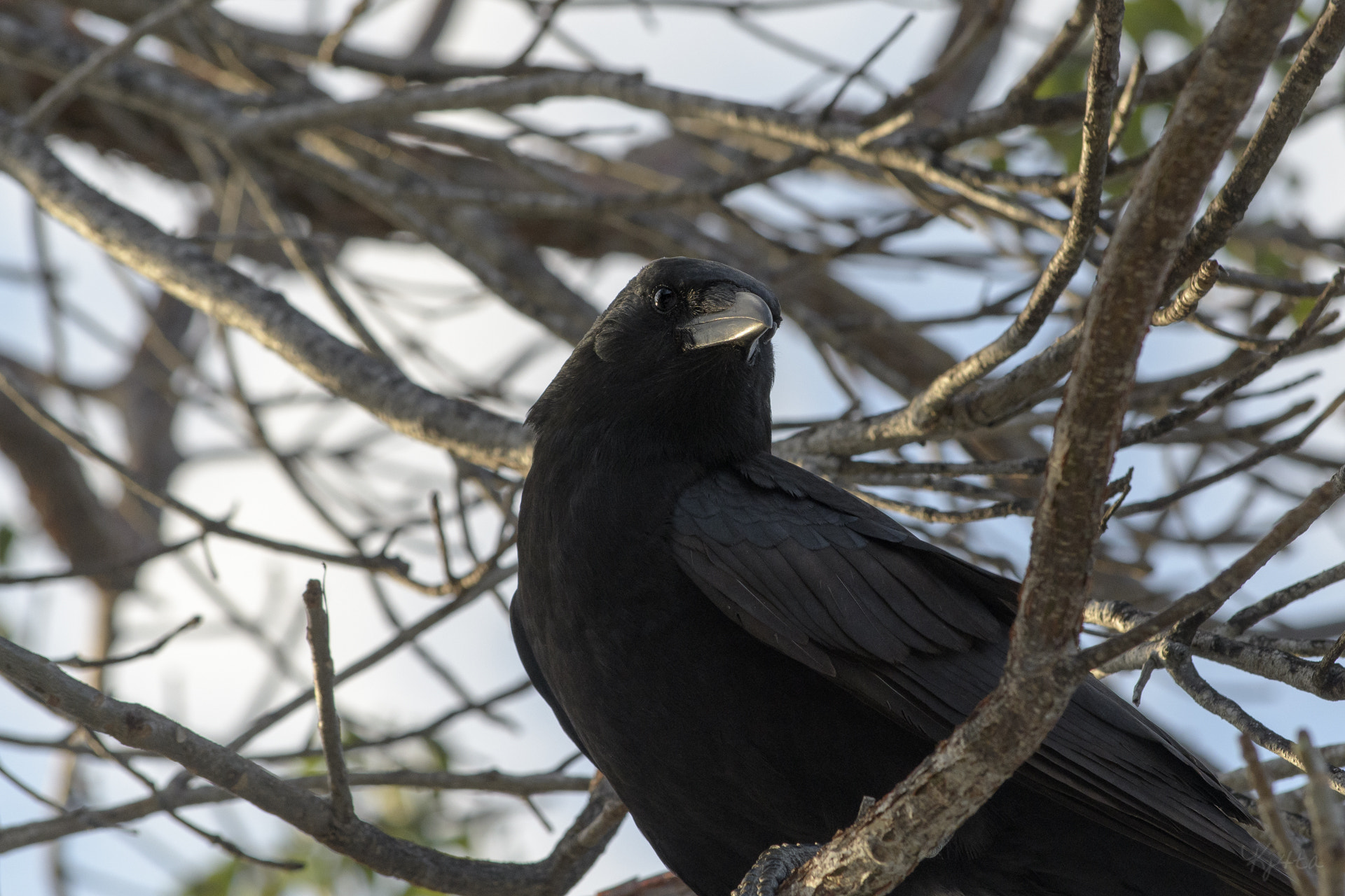 Nikon D500 sample photo. American crow photography