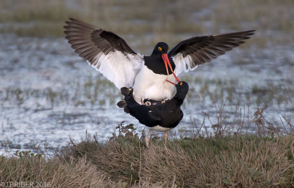 Nikon AF-S Nikkor 200-500mm F5.6E ED VR sample photo. Haematopus leucopodus photography