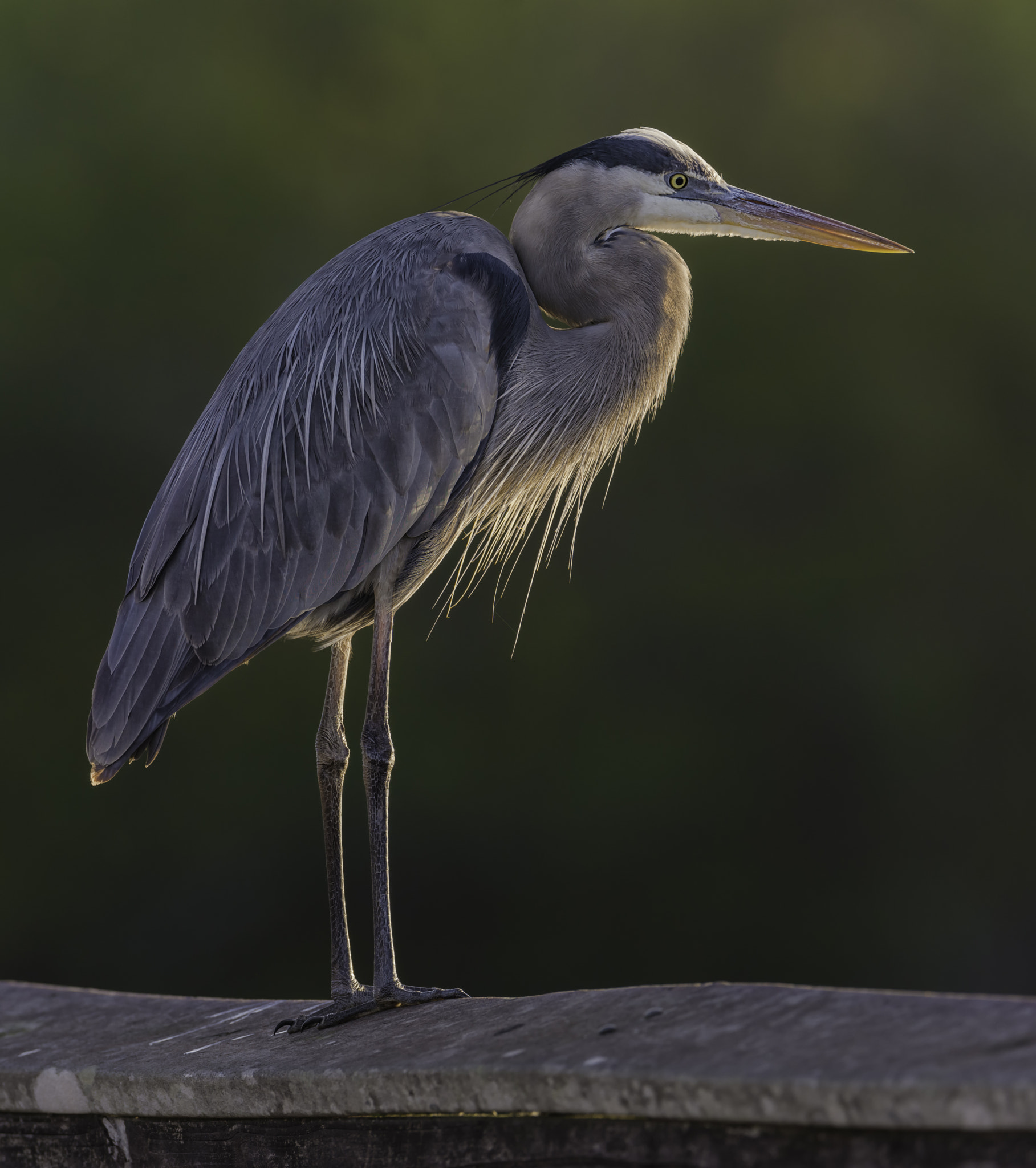 Nikon AF-S Nikkor 600mm F4G ED VR sample photo. Looking over... photography