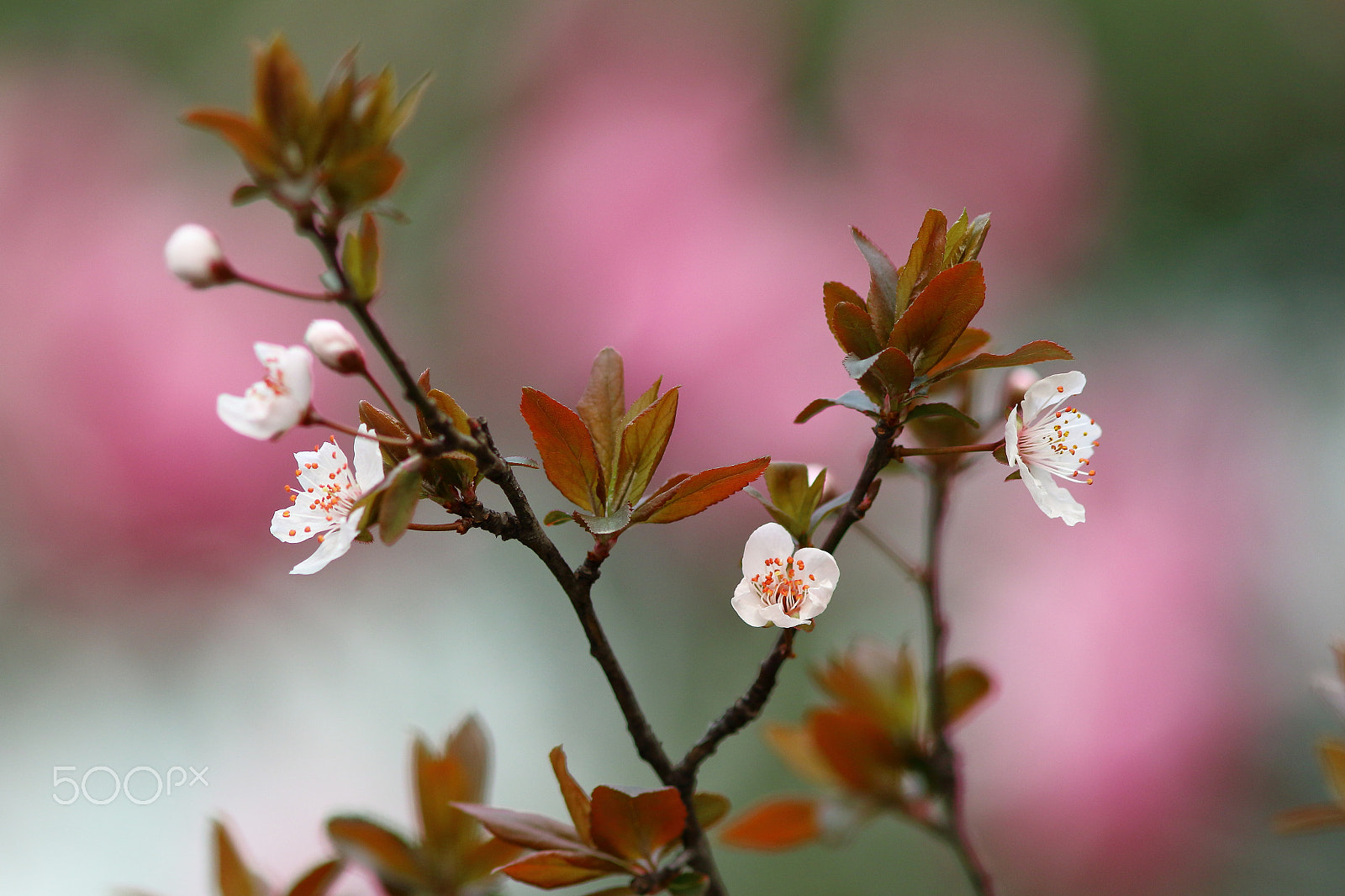 Canon EF 300mm F4L IS USM sample photo. 李花开 photography