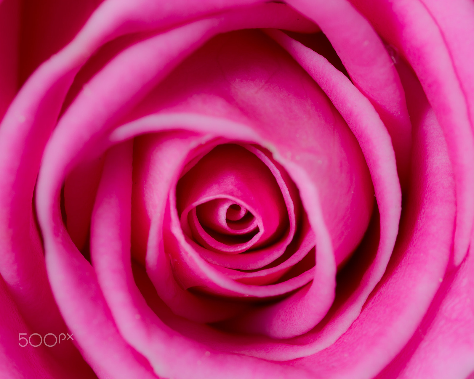 Canon EF-S 60mm F2.8 Macro USM sample photo. Pink rose photography