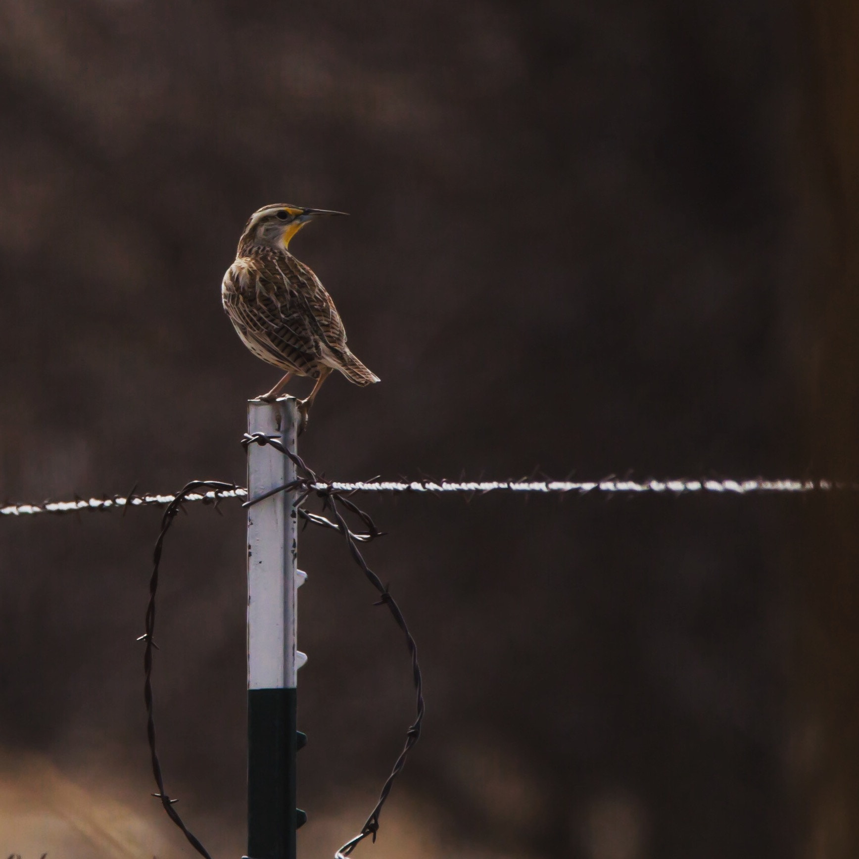 Canon EOS 500D (EOS Rebel T1i / EOS Kiss X3) sample photo. Western meadowlark photography