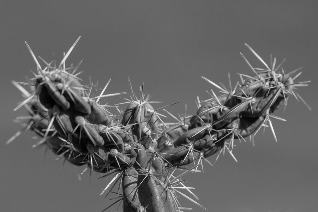 Sony ILCA-77M2 sample photo. Cactus 1 03042017 photography