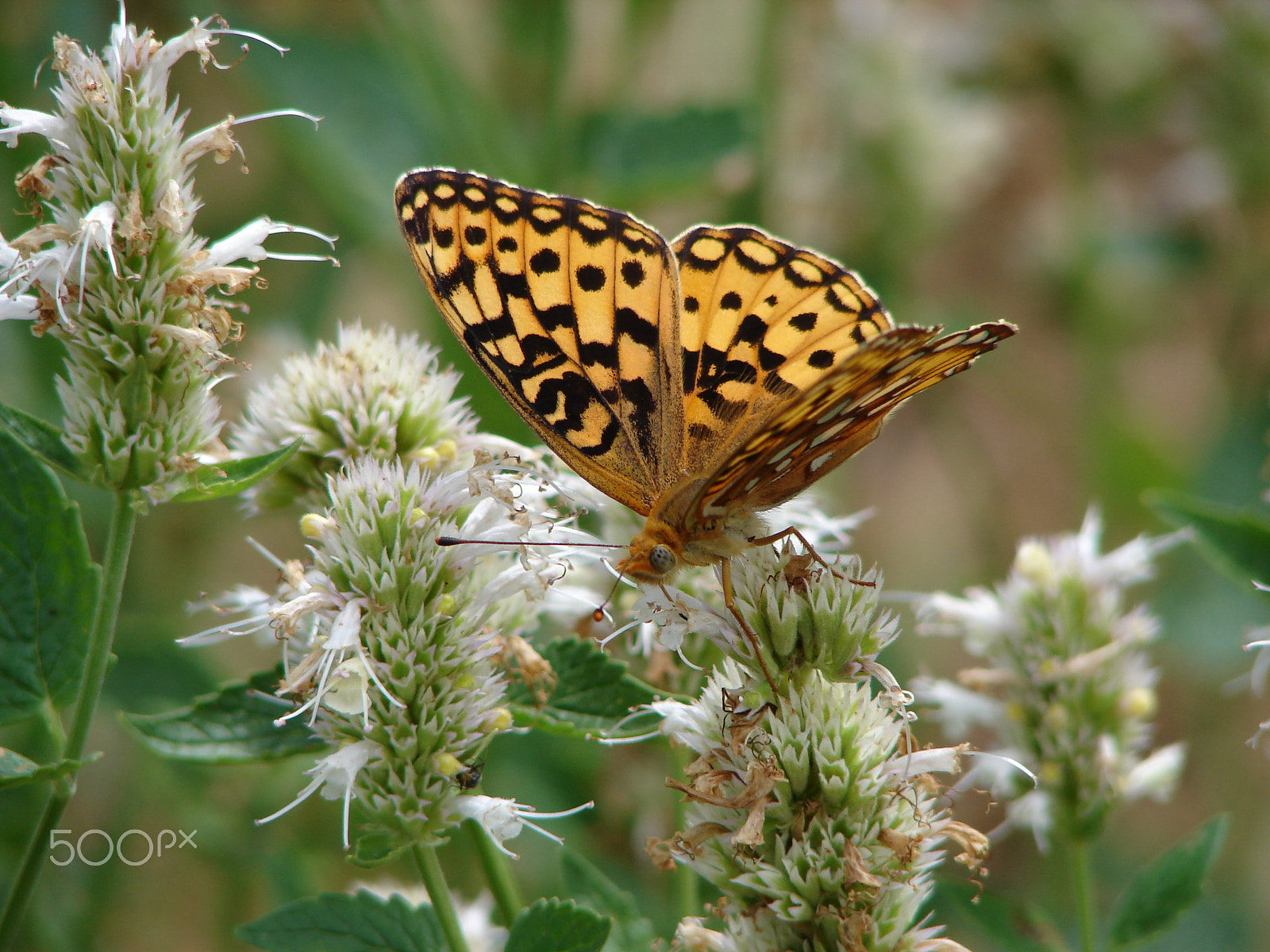 Sony DSC-H1 sample photo. Butterfly on wildflowers photography