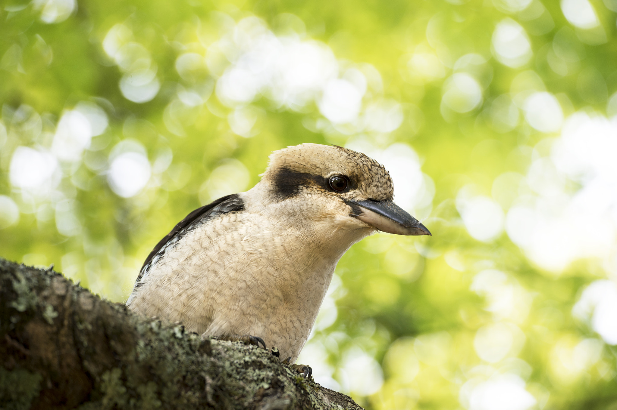 Nikon Df sample photo. Kookaburra photography