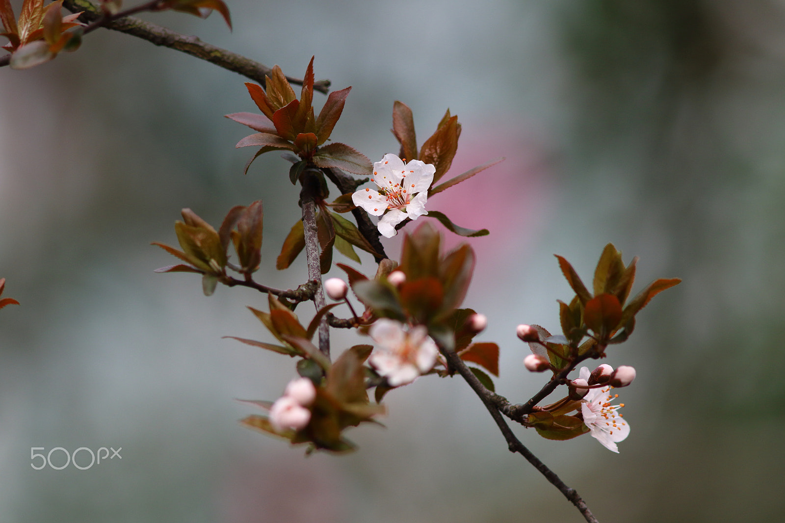 Canon EF 300mm F4L IS USM sample photo. 李花开 photography